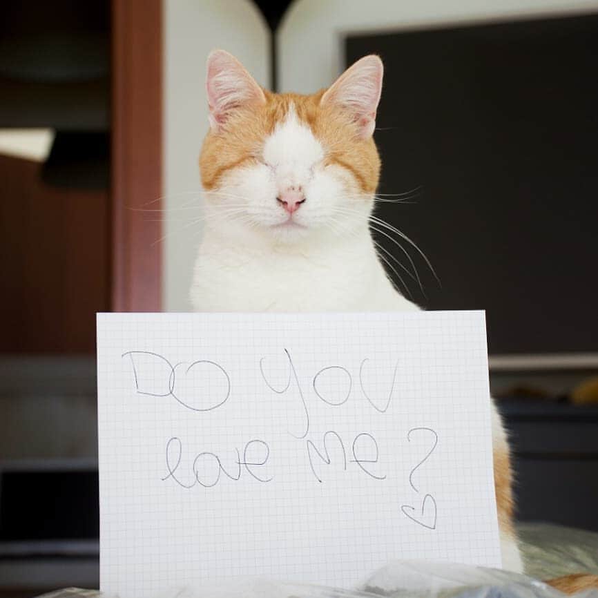 Pleasant Catsさんのインスタグラム写真 - (Pleasant CatsInstagram)「📷 from @picci.inwonderland "Do you love me ? ❤" #pleasantcats」6月12日 5時32分 - pleasantcats