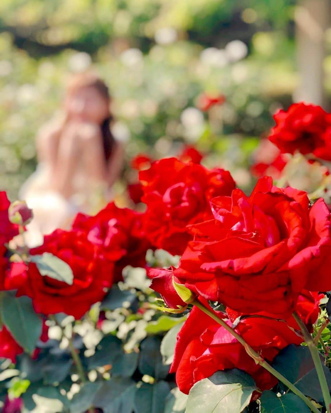 真衣ひなのさんのインスタグラム写真 - (真衣ひなのInstagram)「. 薔薇のトゲは だれかを傷つけるためじゃなく 自分を支えるためにある 自己防衛であるのに変わりはないけど これってベクトルがちがうんだよね . #トゲの無い薔薇？ #まず疑っちゃう #ひなの雑記」6月12日 5時28分 - hinano_mai