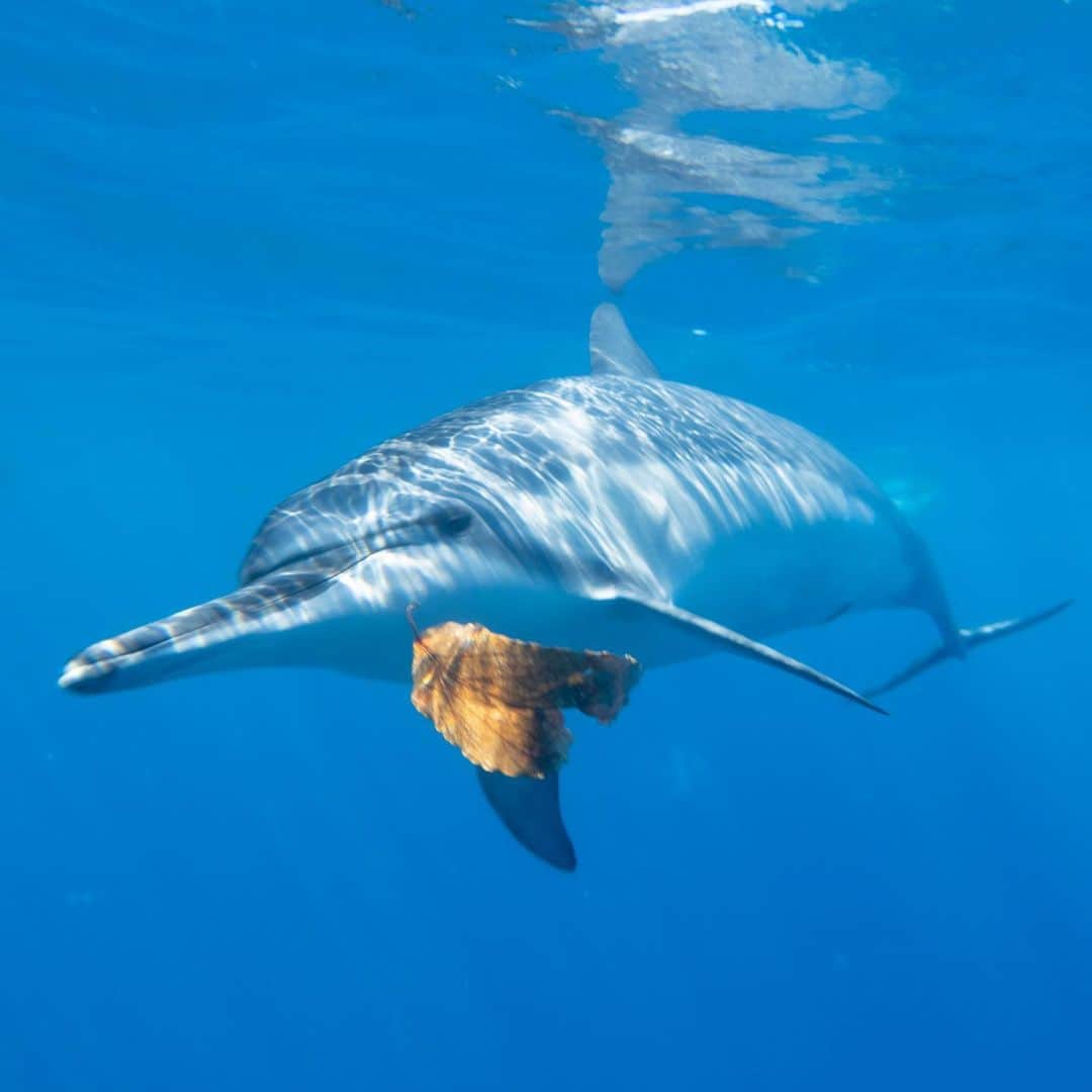 Ryoyaさんのインスタグラム写真 - (RyoyaInstagram)「Right before he catches a leaf🐬 #Hawaii #wilddolphins #dolphinswim #rx100m5a」6月12日 6時14分 - ryoya_takashima