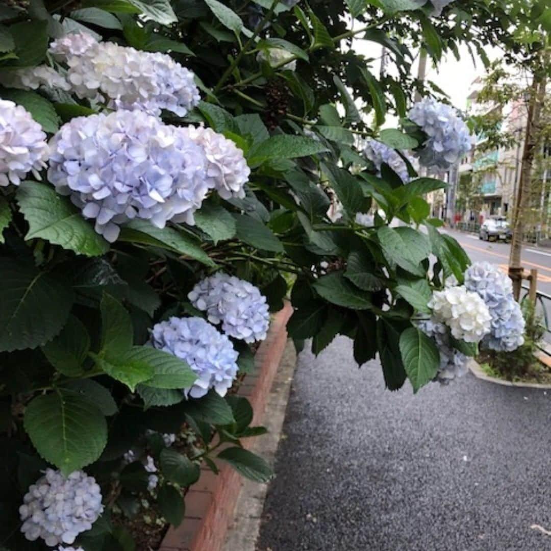 テレ朝newsさんのインスタグラム写真 - (テレ朝newsInstagram)「東京のきょうの天気のポイント ｢きょうまで不安定&梅雨寒｣ 日中は天気が安定せず、急な雨や雷雨に注意が必要です。 気温もあまり上がりません。」6月12日 7時00分 - tv_asahi_news