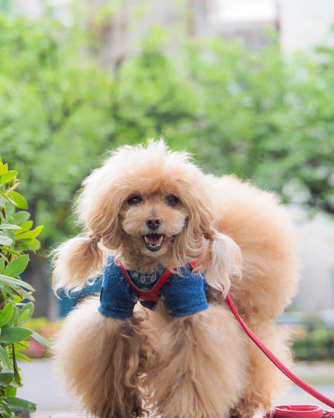 Toypoodle Mikuru?Asakusa Tokyoのインスタグラム：「20190612 Wednesday. Good morning! Friends 💕 近所の公園であさんぽ😸楽しい？😊 . ボサモコが飼主の限界まできてますが、まだトリミングできません😥 こんな状態しばらく続きますが、元気ならいいよね？👍🏻 . #マズルがタワラ #毛玉ほぐし の日々 #免疫力アップ中 . まだ水曜日なんですね。 昨日は会社帰り久しぶりに銀座asさんへ寄りました。 予約していた みくるのお洋服お引き取りしました。 今まで心の余裕なくお洋服までに目がいきませんでした😔 やっと心のユトリも出てきたのかなぁ？☺️」