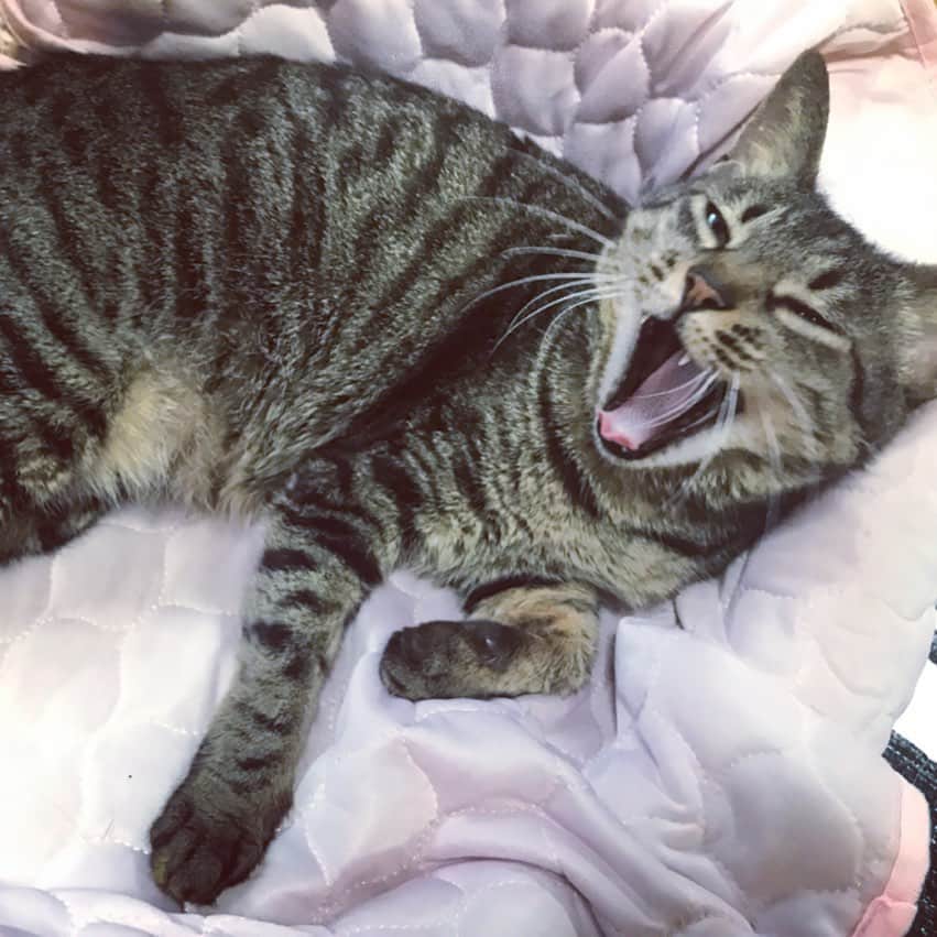 小嶋晶子のインスタグラム：「Let me sleep some more.🐈💤 #cat #cats #browntabby #catsofinstagram #catstagram #neko #nekostagram #ねこ #ねこ部 #ねこすたぐらむ #きじとら #きじとらねこ #きじとら女子 #きじとら部 #ネコ #ネコ部  #キジトラ #キジトラネコ #キジトラ部 #かぎしっぽ #かぎしっぽ猫部 #カギしっぽ #カギしっぽ猫 #お腹ハゲてる」