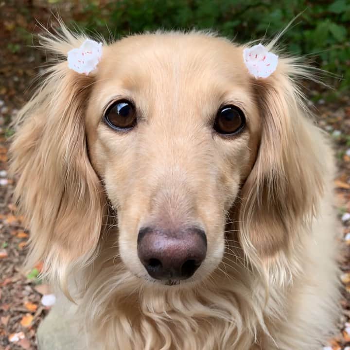 ハッチ＆ニコのインスタグラム：「Good morning ☀️ おはようございます🐶🌸 #カメラ嫌い同好会 #pecoいぬ部 #犬の生活が第一 #癒しわんこ #dachshund #犬バカ部 #短足部 #ふわもこ部 #tokyocameraclub #東京カメラ部」