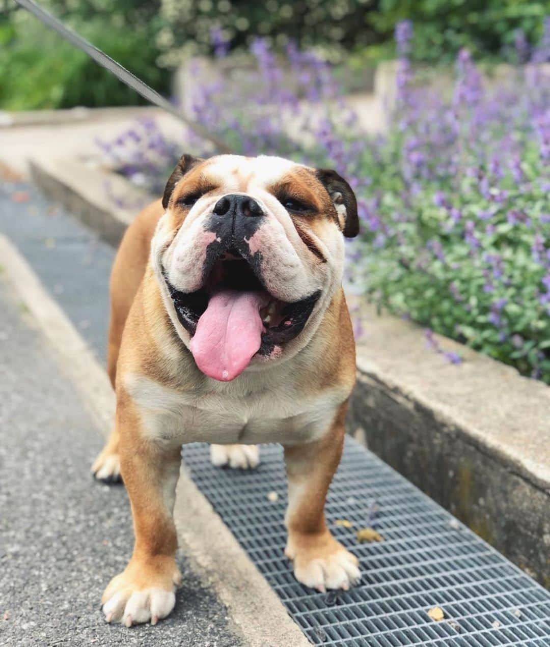 Bodhi & Butters & Bubbahさんのインスタグラム写真 - (Bodhi & Butters & BubbahInstagram)「Smile 😊 . . . . . #bulldog #dogsofinstagram #bestoftheday #friends #smile #tot #puppy @sir.winston_bulldog」6月12日 7時55分 - keonistuff