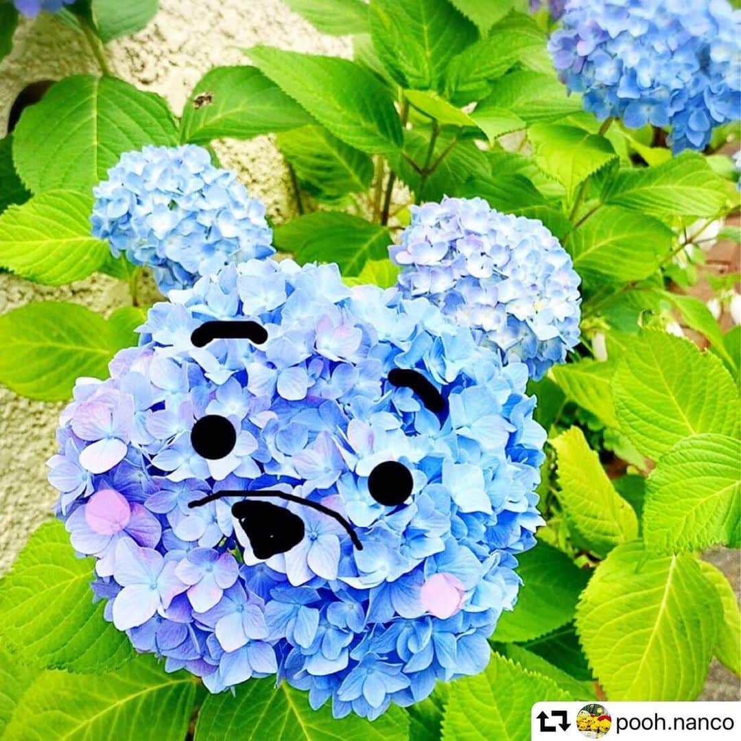 睦のインスタグラム：「苦手な梅雨も、 癒されそう〜😍 repost @pooh.nanco ・・・ #あじさい #ぷなんこ #ぷーすたぐらむ #yellow #red#プーさん#くまのプーさん#ぷーさん#ディズニー#disney#pooh#winniethepooh #紫陽花 #hydrangea #blue #flower #cute #disneyland #disneysea #ディズニーランド #ディズニーシー #resort #instagood #instalove #love #lovely #photo #photography #picture #japan」