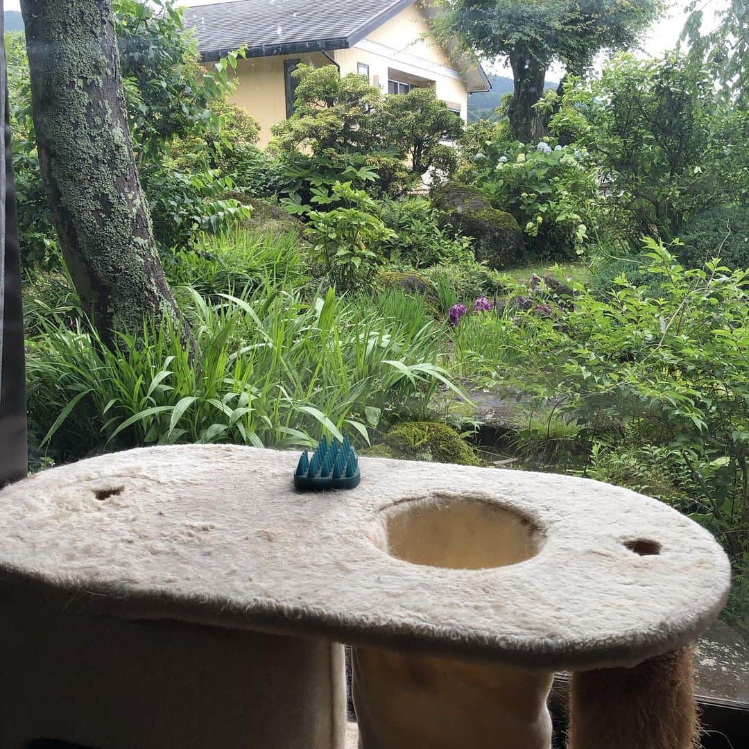 町田康さんのインスタグラム写真 - (町田康Instagram)「紫陽花や降るは涙の雨なりき」6月12日 8時26分 - inunekosonota