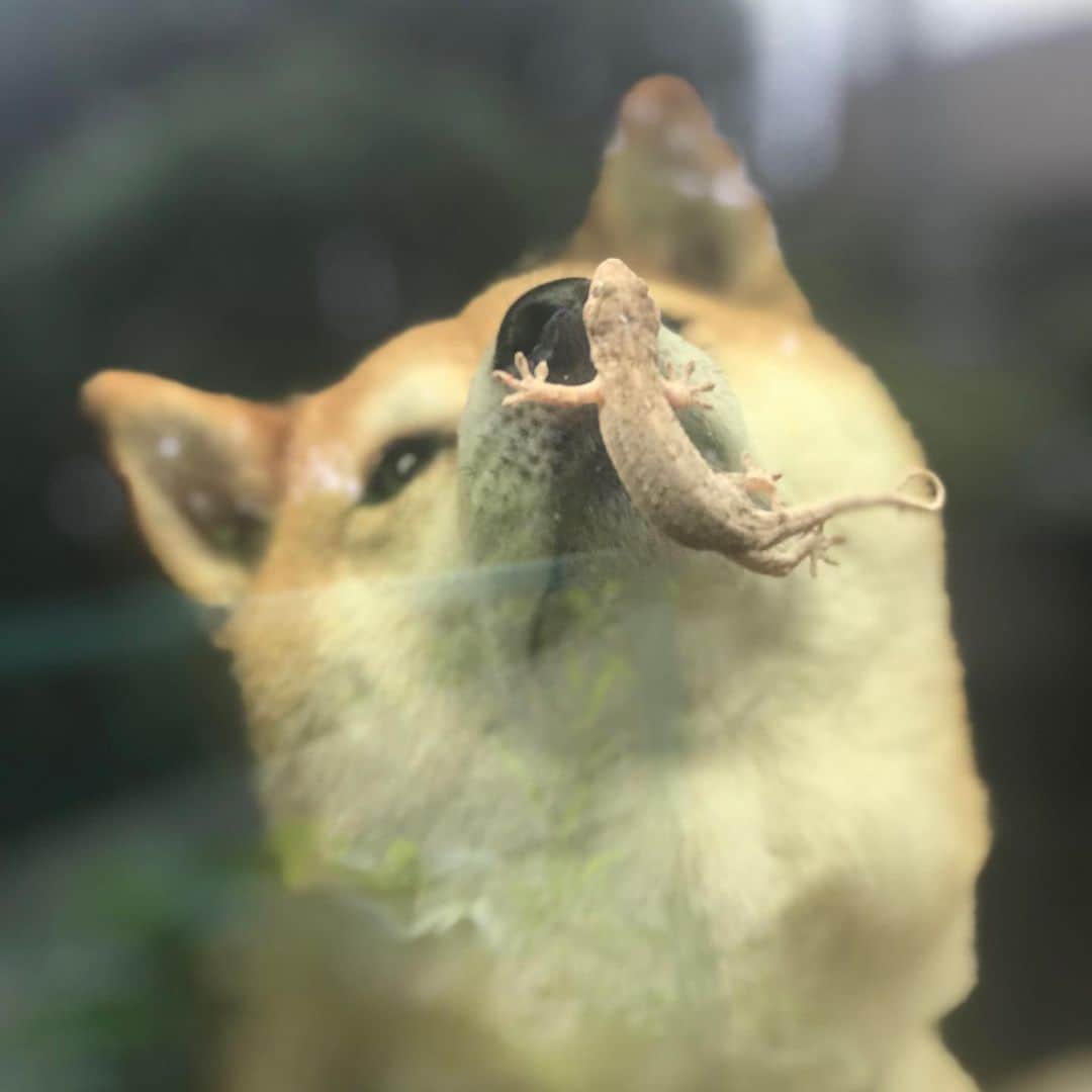 のインスタグラム：「今朝の！？ #マル子 #柴犬 #shiba  #窓に張り付いていたヤモリ  #マル子は内側  #ヤモリは外側」