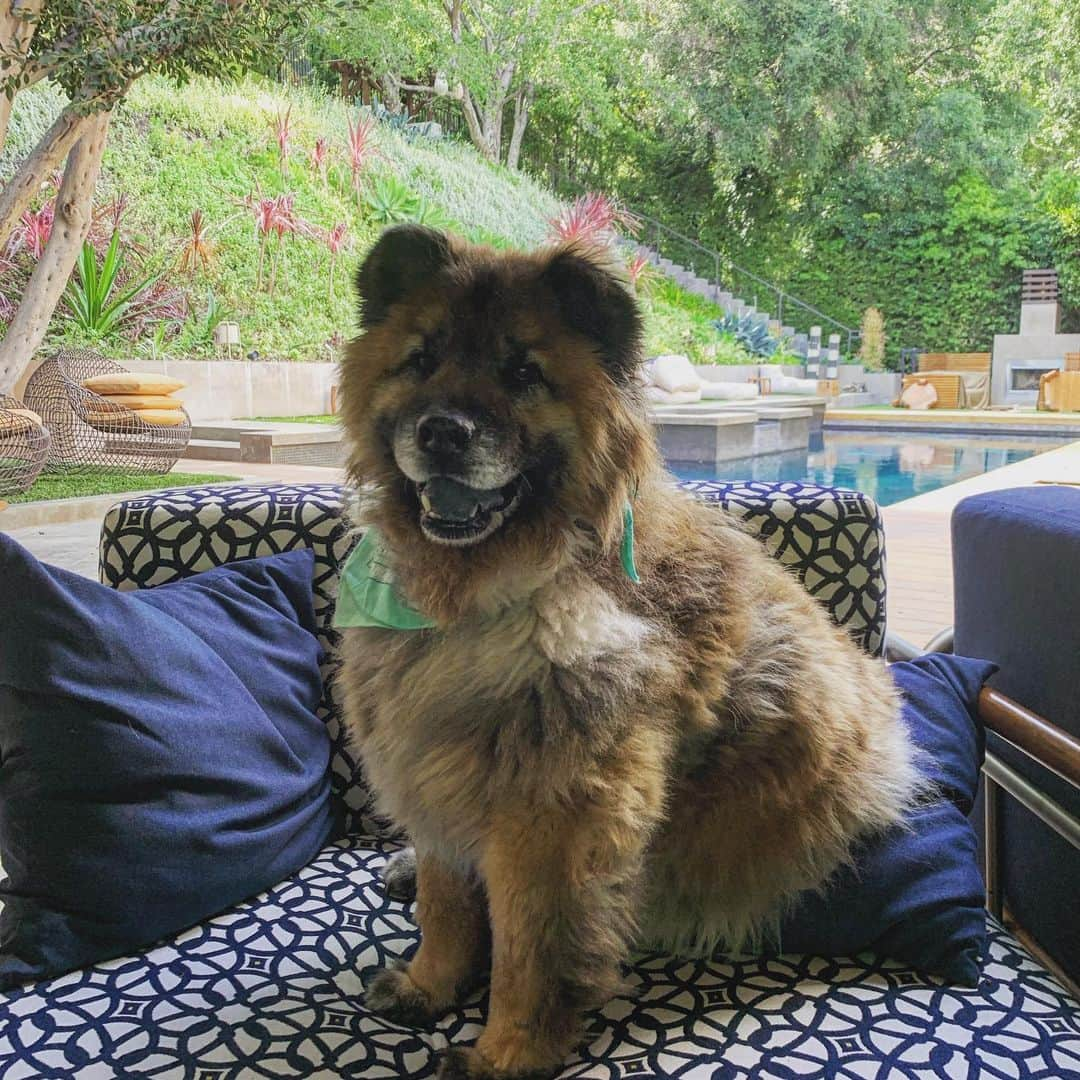 チェルシー・ハンドラーさんのインスタグラム写真 - (チェルシー・ハンドラーInstagram)「This is where Bert sits when he has to wait 20 minutes after his lunch before he swims. #thelionking #bert」6月12日 8時31分 - chelseahandler