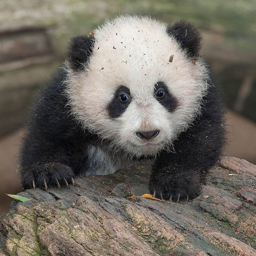 San Diego Zooさんのインスタグラム写真 - (San Diego ZooInstagram)「It's a total panda palooza on IGTV today. Our latest video recaps our mama bear extraordinaire and her contributions to the giant panda population. Get your bearings on who's who: ⠀⠀⠀⠀⠀⠀⠀⠀⠀ 🐼 Hua Mei (1999) 🐼 Mei Sheng (2003) 🐼 Su Lin (2005) 🐼 Zhen Zhen (2007) 🐼 Yun Zi (2009) 🐼 Xiao Liwu (2012)  #pandamonium #pandapandapanda #sandiegozoo #Pandas4Ever #throwback #pandalove」6月12日 9時01分 - sandiegozoo