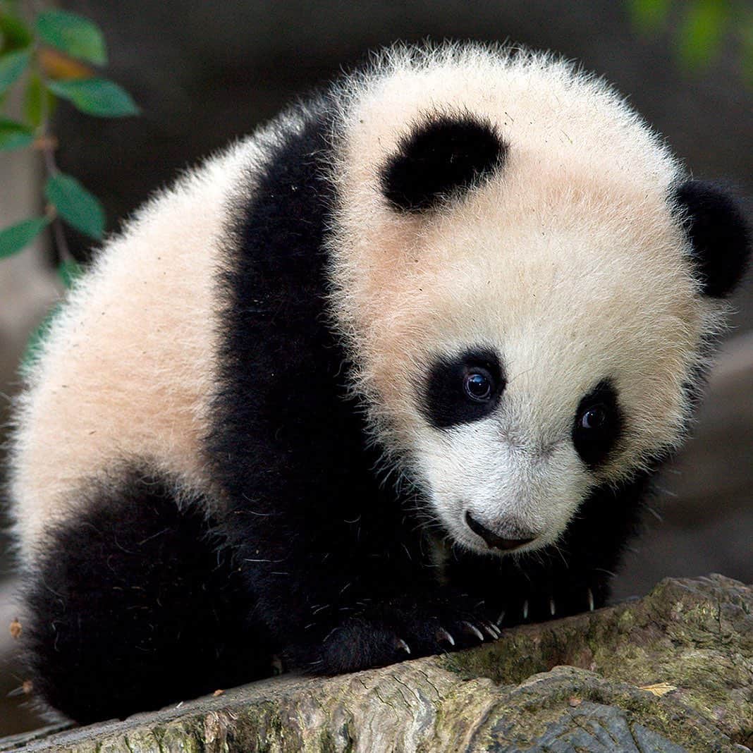 San Diego Zooさんのインスタグラム写真 - (San Diego ZooInstagram)「It's a total panda palooza on IGTV today. Our latest video recaps our mama bear extraordinaire and her contributions to the giant panda population. Get your bearings on who's who: ⠀⠀⠀⠀⠀⠀⠀⠀⠀ 🐼 Hua Mei (1999) 🐼 Mei Sheng (2003) 🐼 Su Lin (2005) 🐼 Zhen Zhen (2007) 🐼 Yun Zi (2009) 🐼 Xiao Liwu (2012)  #pandamonium #pandapandapanda #sandiegozoo #Pandas4Ever #throwback #pandalove」6月12日 9時01分 - sandiegozoo