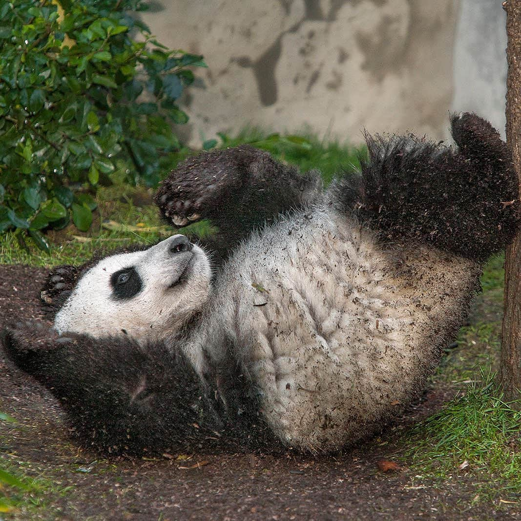 San Diego Zooさんのインスタグラム写真 - (San Diego ZooInstagram)「It's a total panda palooza on IGTV today. Our latest video recaps our mama bear extraordinaire and her contributions to the giant panda population. Get your bearings on who's who: ⠀⠀⠀⠀⠀⠀⠀⠀⠀ 🐼 Hua Mei (1999) 🐼 Mei Sheng (2003) 🐼 Su Lin (2005) 🐼 Zhen Zhen (2007) 🐼 Yun Zi (2009) 🐼 Xiao Liwu (2012)  #pandamonium #pandapandapanda #sandiegozoo #Pandas4Ever #throwback #pandalove」6月12日 9時01分 - sandiegozoo