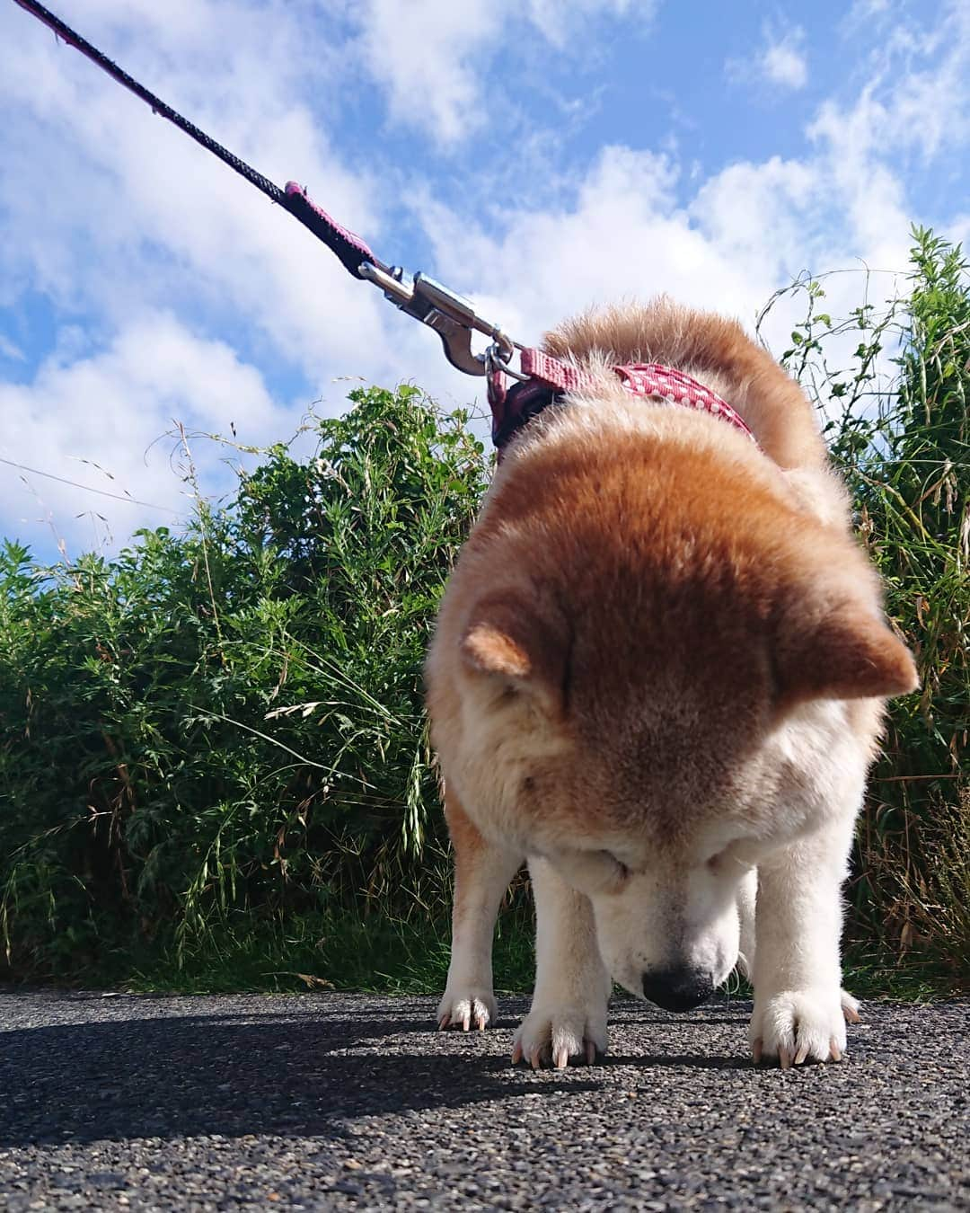 柴子さんのインスタグラム写真 - (柴子Instagram)「おはようございます！ なんかすでに夏っぽい。 柴子(仮名)さん、今日も頑張ろー(๑•̀ㅂ•́)و✧ #柴犬　#shibainu #shibastagram」6月12日 9時02分 - senogawadogs