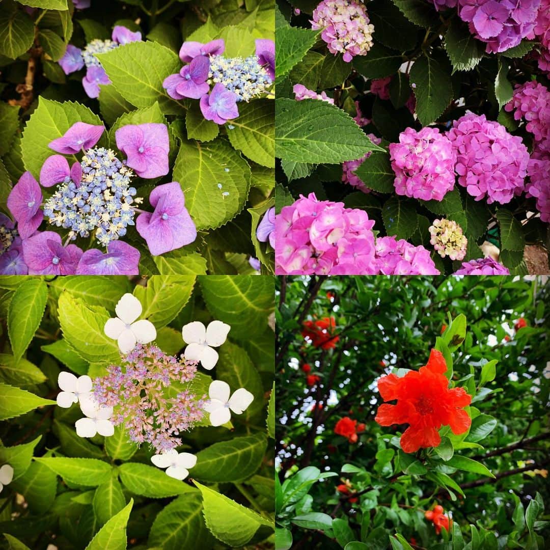 有森裕子さんのインスタグラム写真 - (有森裕子Instagram)「季節です…紫陽花 & ⁉️ 朝のプチ散歩で見つけた幸せ❣️」6月12日 9時06分 - arimori.yuko33