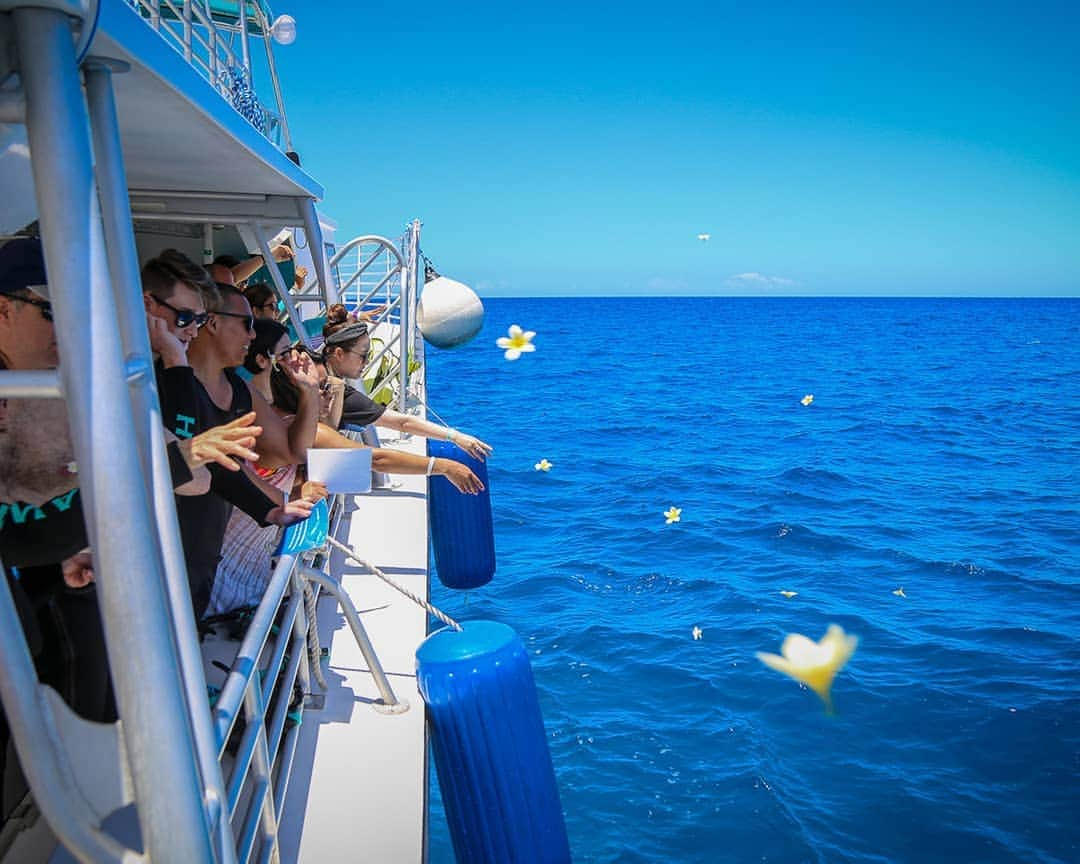 And Youさんのインスタグラム写真 - (And YouInstagram)「Grant us safe passage on our journey. . . . . . . . . . . . . . . #hawaiivacation #hawaii #hawaiistagram #oahu #oahutours #luckywelivehawaii #unrealhawaii」6月12日 9時16分 - dolphinsandyou