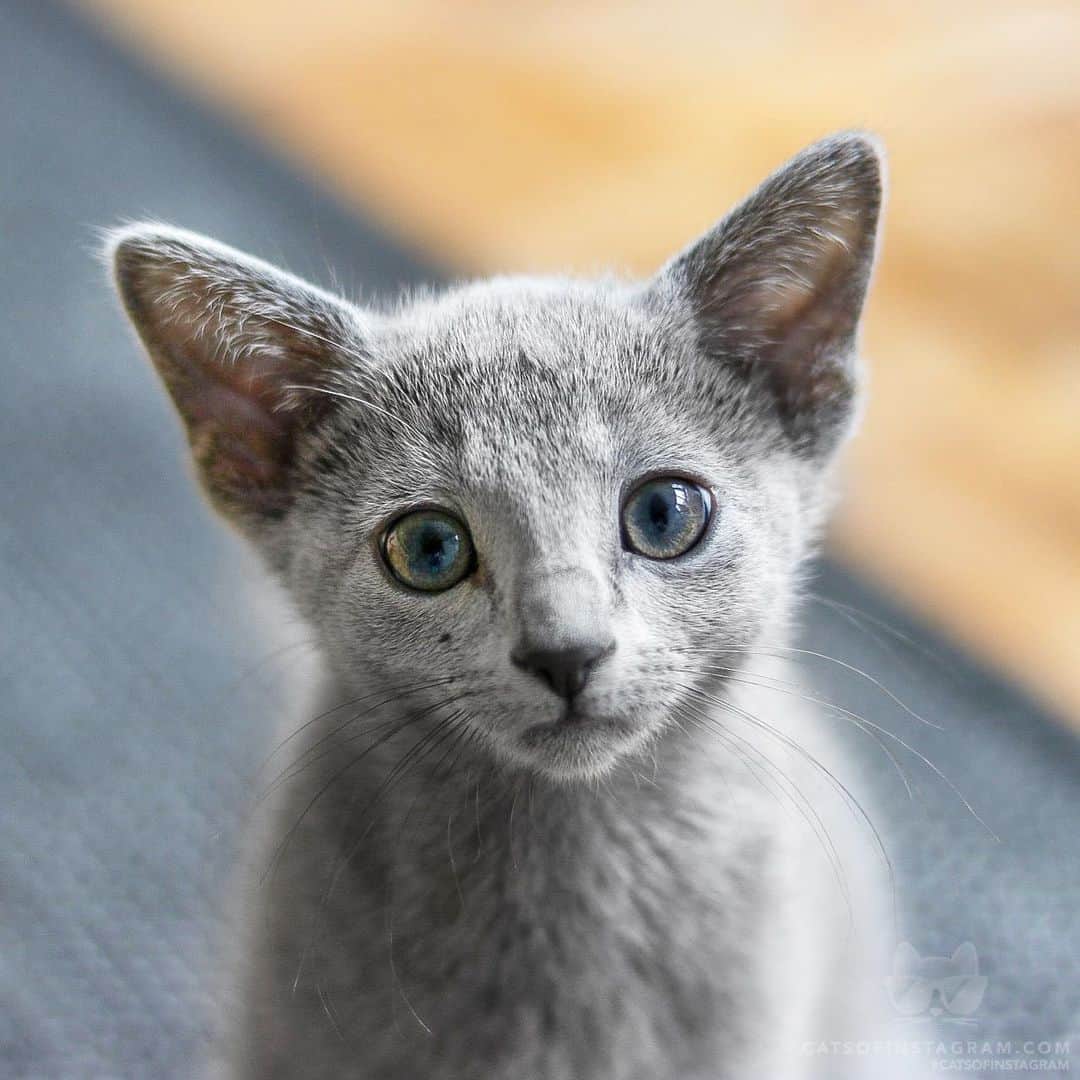 Cats of Instagramさんのインスタグラム写真 - (Cats of InstagramInstagram)「From @Jamesandmya: “Little Yoda” #catsofinstagram」6月12日 9時27分 - cats_of_instagram