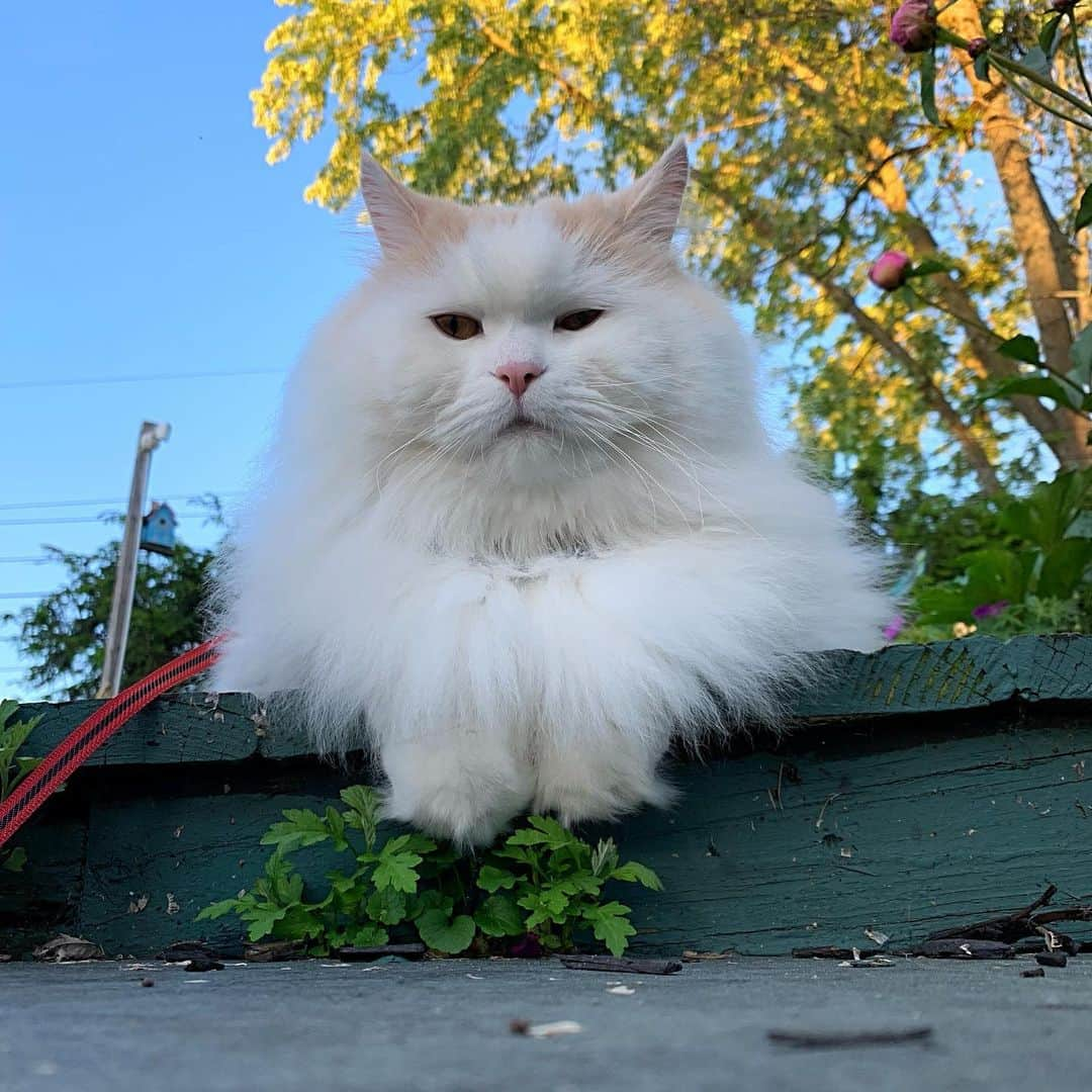 ソフィーさんのインスタグラム写真 - (ソフィーInstagram)「Humpty Dumpty sat on a wall, Humpty Dumpty had the best cheeks of them all...」6月12日 9時44分 - sophielovestuna