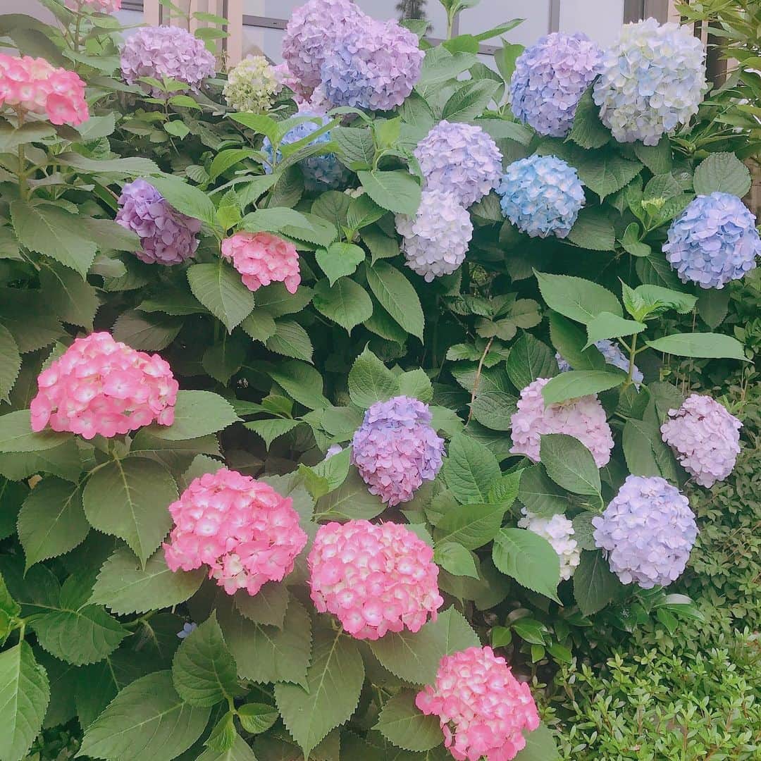 三浦泉さんのインスタグラム写真 - (三浦泉Instagram)「* 梅雨入りして雨降りが疎しながら 彩りが鮮やかな#紫陽花 に癒されます💕 *  梅雨入りして体調崩しやすくなってますので 気をつけたいですね😊✨ * #梅雨入り  #紫陽花 #お花 #お花大好き  #flower」6月12日 9時42分 - princessizu1201