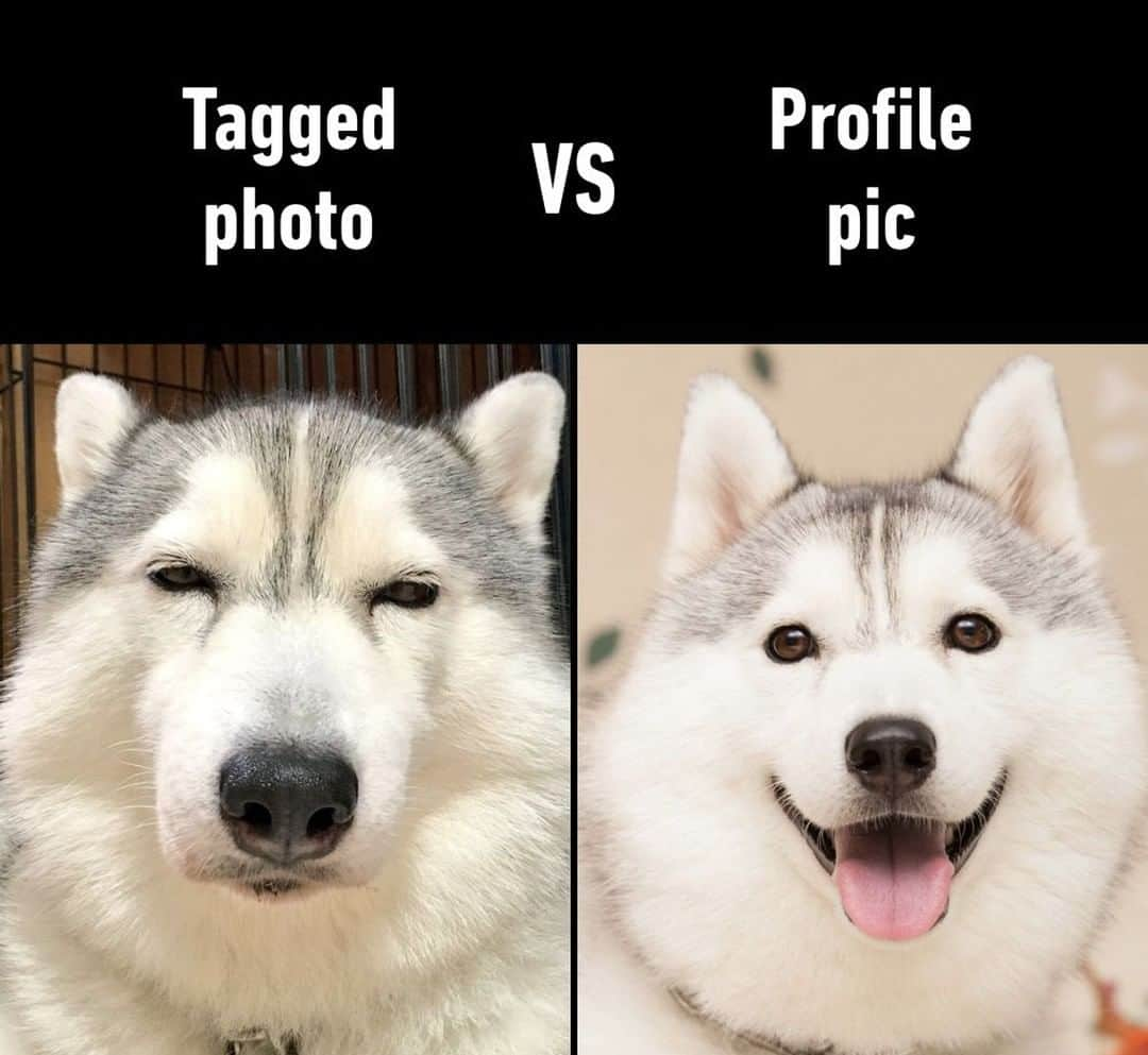 9GAGさんのインスタグラム写真 - (9GAGInstagram)「Stop tagging me please⠀ 📸 xxhama2 | TW⠀ -⠀ #dog #husky #expectationvsreality #9gag」6月12日 10時00分 - 9gag