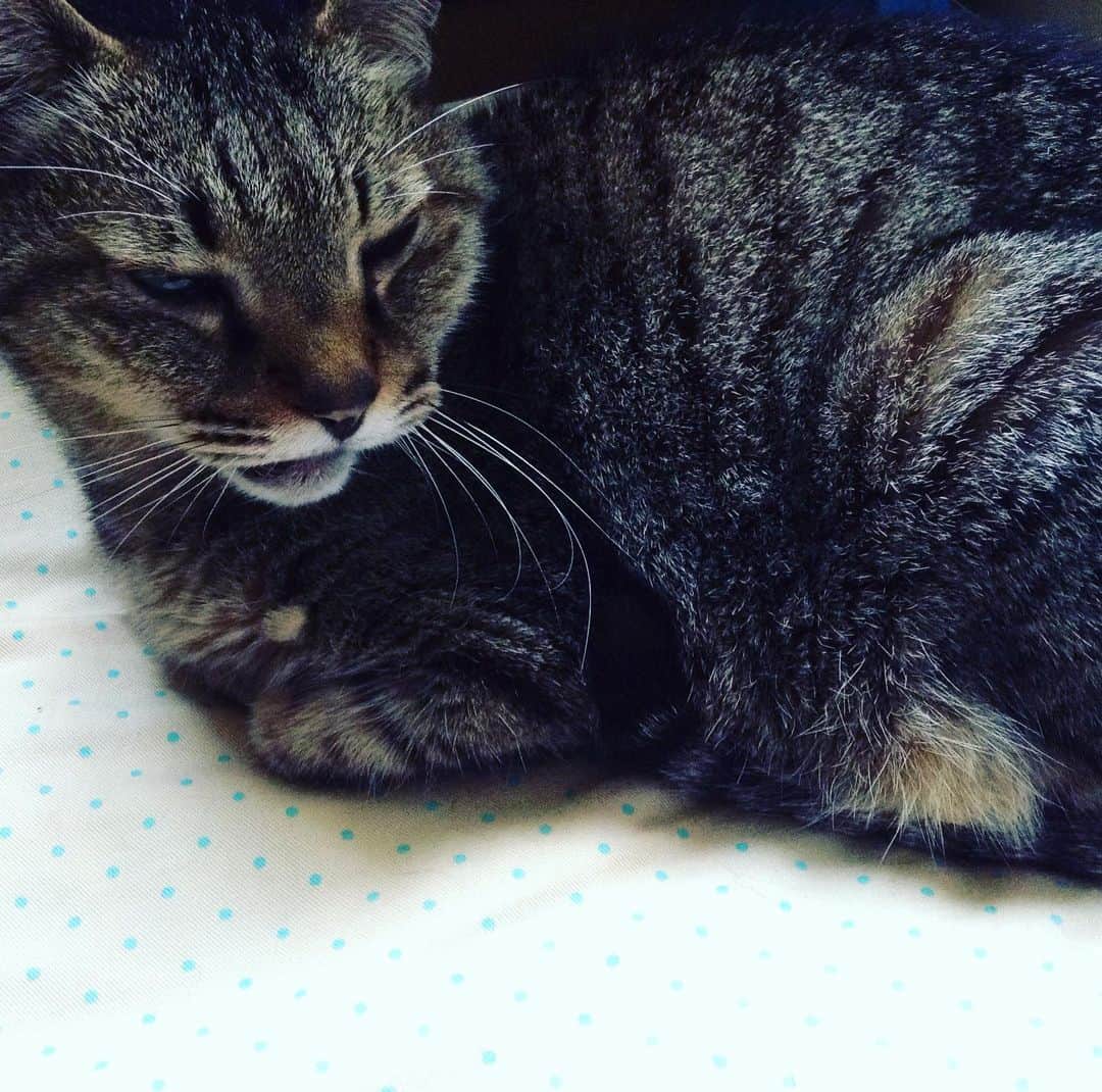 三角みづ紀さんのインスタグラム写真 - (三角みづ紀Instagram)「置き去りで不機嫌な猫。」6月12日 10時00分 - misumimizuki