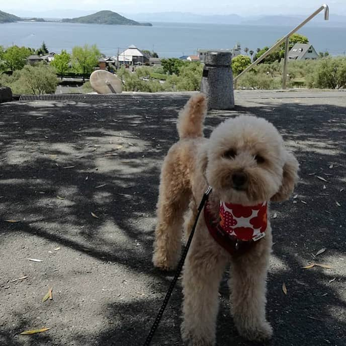 sippoさんのインスタグラム写真 - (sippoInstagram)「『朝ワンコ夕ニャンコ』からの紹介です🐕トイプードルのふうかちゃん（6歳）特技は家族を和ませること😆💕 @ywithpoodle_ofuu  sippoのサイト（sippo.asahi.com）で、毎日7時にワンコ、16時にニャンコを1頭ずつ紹介しています。sippoの『かお』になりま せんか？#sippo #朝ワンコ夕ニャンコ をつけて投稿してくださいね✨ #sippo #朝ワンコ夕ニャンコ #犬 #いぬ #イヌ #ワンコ #トイプードル」6月12日 10時12分 - sippo_official