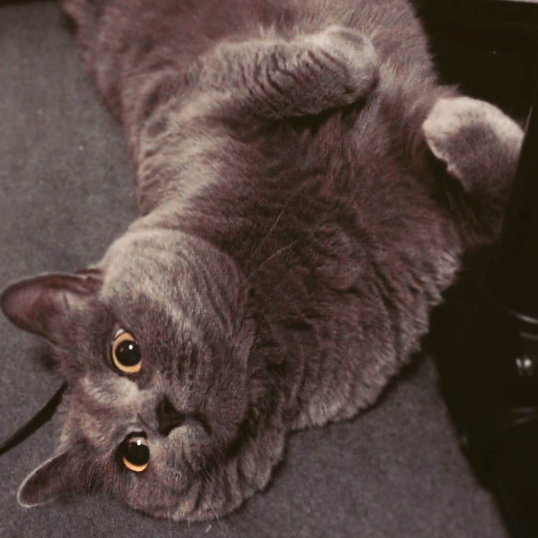 チキン南蛮カレーのルウ王子のグルメインスタ