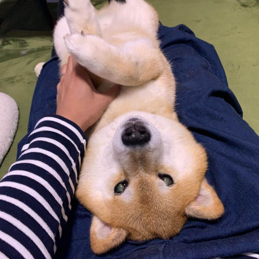 まる（まるたろう）さんのインスタグラム写真 - (まる（まるたろう）Instagram)「Can you focus on my face, especially around my neck? ✨🐶☺️✨パパ、マッサージお願いね。 #お顔の周りと首の周り #特に肩の部分 #あるよ #肩 #あるよね」6月12日 19時35分 - marutaro