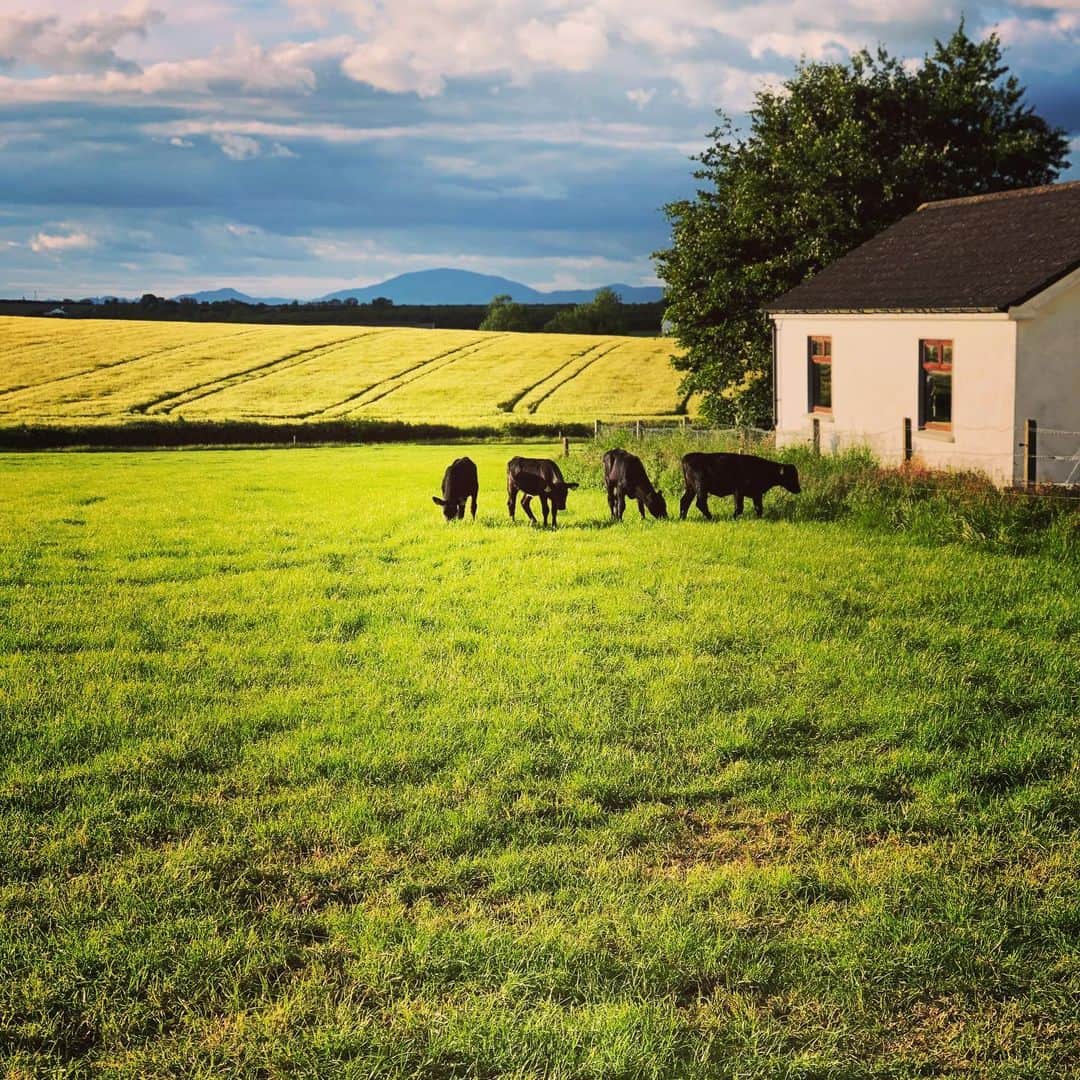 ダン・ブカティンスキーさんのインスタグラム写真 - (ダン・ブカティンスキーInstagram)「Calves grazing in the field. Kelledy house. In Dromin. Circa yesterday.  #Likeapainting.」6月12日 19時56分 - danbucatinsky