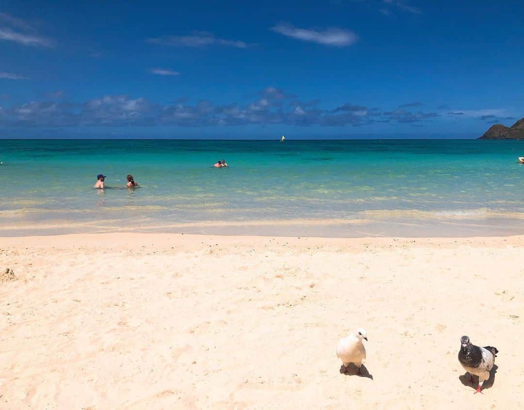宮河マヤさんのインスタグラム写真 - (宮河マヤInstagram)「Lanikai beach-absolute paradise! 全米一美しいビーチに何度も選ばれたラニカイビーチ。ハワイを訪れた時は是非行ってみてね🤩🏝 Definitely one of the most beautiful beach I’ve ever seen! I'll be back for sure! ﻿ ﻿ #lanikai #hawaii #ハワイ﻿ 📷 @iamteddyville」6月12日 20時14分 - maya_m0901