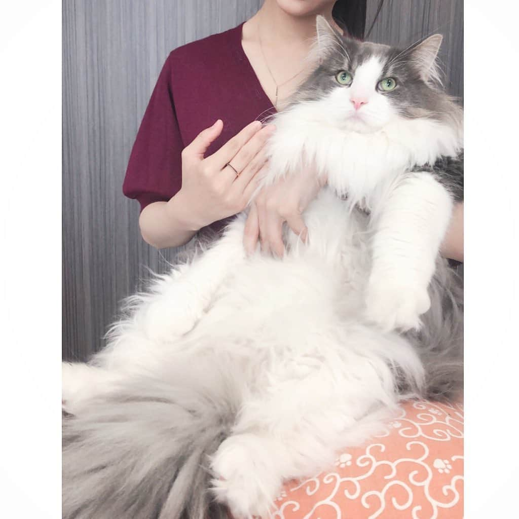 Sagiri Kitayamaさんのインスタグラム写真 - (Sagiri KitayamaInstagram)「(猫様じゃなくてすみません🙇‍♀️ 3枚目はキャスバルです💕) @marcmirren のお気に入りの指輪&ネックレス💞✨ ストックホルム🇸🇪発のジュエリーブランド @marcmirren  のジュエリーは、エレガントな雰囲気がとっても素敵なネックレス、華奢でキュートな指輪の他にも、ピアス･バングルがあります✨全てスターリングシルバーで作られており、表面はホワイトゴールドorローズゴールドorイエローゴールドでメッキされていて、お値段可愛めなのに高見えなのが凄く嬉しいです😄💖(是非チェックしてみて下さいね→ @marcmirren 🌟 )✩•*¨*•.¸¸♪ ✩•*¨*•.¸¸♪ ■クーポンコード :【 rela15】ご使用で15％OFFになります(期限なし) ■公式サイトで商品3点を同時購入すると、(そのうちの)1番安い指輪が無料になります。←めっちゃお得でビックリ😆👍 ■送料無料  #marcmirren  #マークミレン  #キャスバル #ノルウェージャンフォレストキャット #ノルウェージャン #norwegianforestcat #norwegian #ラグドール #ragdoll #neko #ねこ #ねこ部 #ネコ #猫 #猫部 #cat #catstagram #catlover #catsofinstagram #instacat #kitty #ふわもこ部」6月12日 20時12分 - rererurerurela