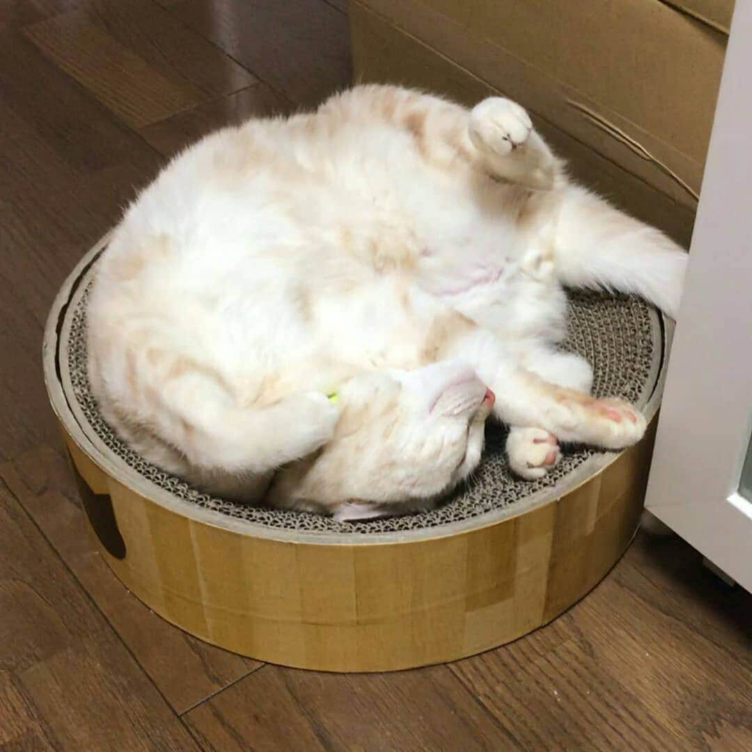 猫壱（ねこいち•ネコイチ）さんのインスタグラム写真 - (猫壱（ねこいち•ネコイチ）Instagram)「【Instagramに投稿して猫壱商品を貰っちゃおう✨】 おやすみにゃさい🌛 ▫ #へそ天で #気持ちよさそう✨ ▫ ▫ :::::::::#猫壱 ::::::: #猫壱キャンペーン 6月は#猫壱の爪とぎ が対象です👍 お写真の商品は#バリバリボウル でした✨ 対象商品をお持ちの皆様、ぜひご応募くださいね❤ ▫ ▫ Instagramに登場した商品はプロフィールのリンクよりご覧いただけます🎶 気になる方は @necoichicojp からチェックしてくださいね❤ ▫ ▫ Repost from @puu_7.8 thank-you💕💕💕💕」6月12日 20時22分 - necoichicojp