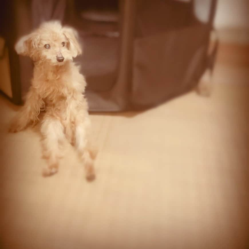 えれなさんのインスタグラム写真 - (えれなInstagram)「あ〜  今日はやりきったわ〜  て、言ってそう😂www  #toypoodle #もみじ #可愛すぎるお婆ちゃん  #15歳 #なんか台詞つけたくなる #ポージング #笑 #今日もお疲れ様でした  #🙌」6月12日 20時30分 - elena1982312