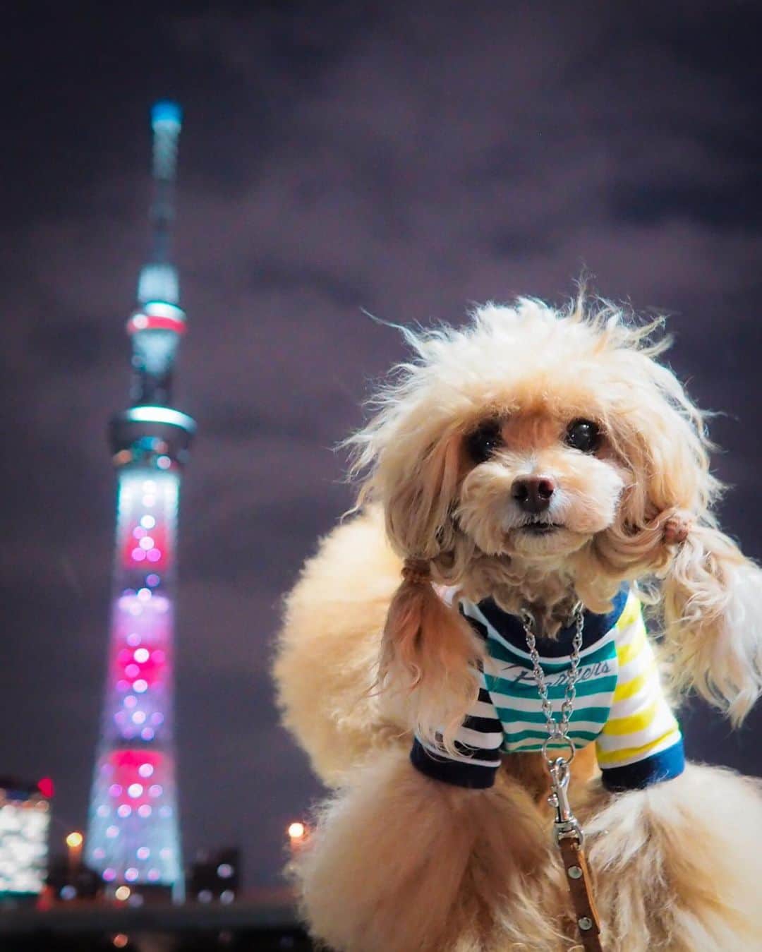 Toypoodle Mikuru?Asakusa Tokyoさんのインスタグラム写真 - (Toypoodle Mikuru?Asakusa TokyoInstagram)「20190612 Wednesday. Goodnight 👋🏻 . スカイツリーが特別ライティングだったので 久しぶりに みくる✖︎スカイツリー コラボ😸 . #tokyoskytree #不穏な空気 が漂ってるとパパが言う #仕方ないじゃん お天気悪いしね . ✔️ラグビーワールドカップ2019™の開幕戦「日本vs.ロシア」キックオフ時間の午後7:45に日本代表をイメージした「赤」と「白」の特別ライティングを点灯だそうです。」6月12日 20時48分 - purapura299