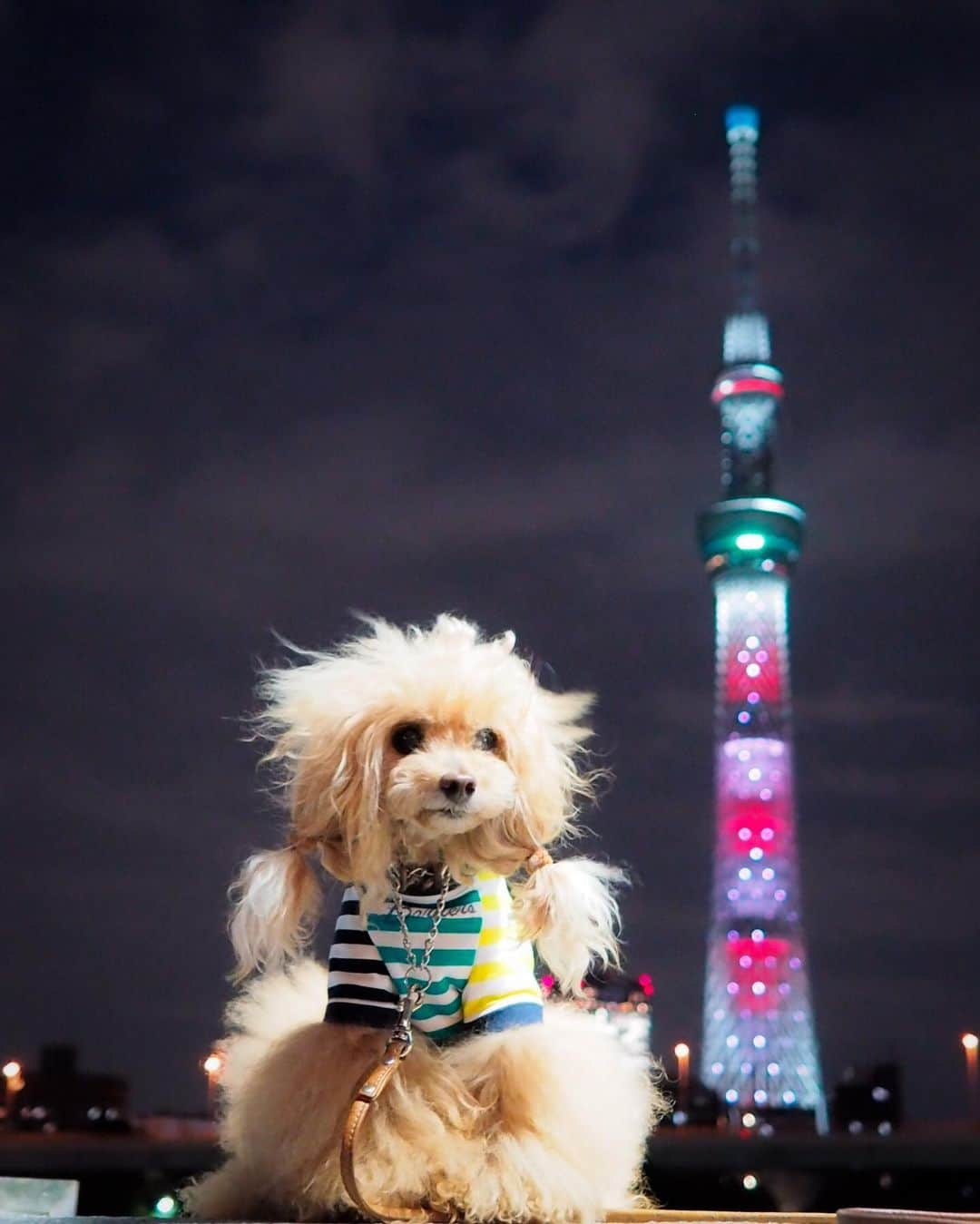 Toypoodle Mikuru?Asakusa Tokyoさんのインスタグラム写真 - (Toypoodle Mikuru?Asakusa TokyoInstagram)「20190612 Wednesday. Goodnight 👋🏻 . スカイツリーが特別ライティングだったので 久しぶりに みくる✖︎スカイツリー コラボ😸 . #tokyoskytree #不穏な空気 が漂ってるとパパが言う #仕方ないじゃん お天気悪いしね . ✔️ラグビーワールドカップ2019™の開幕戦「日本vs.ロシア」キックオフ時間の午後7:45に日本代表をイメージした「赤」と「白」の特別ライティングを点灯だそうです。」6月12日 20時48分 - purapura299