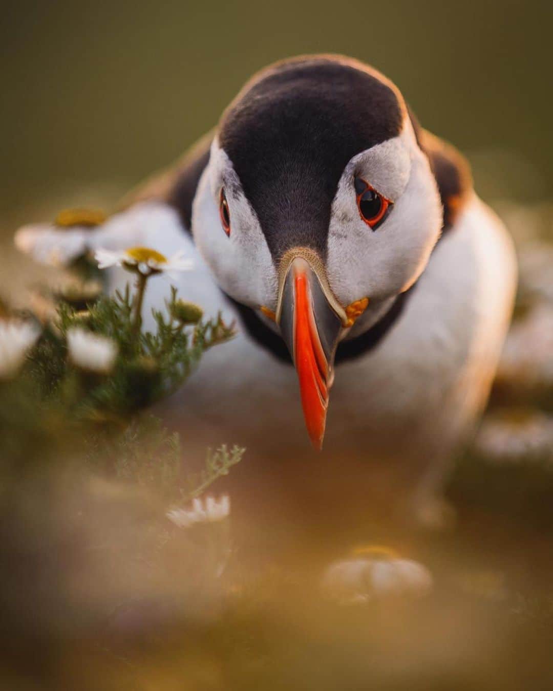 Canon Photographyさんのインスタグラム写真 - (Canon PhotographyInstagram)「@seanweeklywildlife // For such a small bird around 10 inches in height Puffins are such epic little birds, living out at the sea for the majority of the year! They are also incredible at fishing, Puffins can carry several fish back to their nest at a time typically sand eels. The average catch is around 10 fish per trip but the record in Britain is a whopping 62 fish at once! The puffin’s beak is specialized to hold all these fish. The puffin’s raspy tongue holds fish against spines on the palate, while it opens its beak to catch more fish. Awesome creatures!」6月12日 20時58分 - cpcollectives