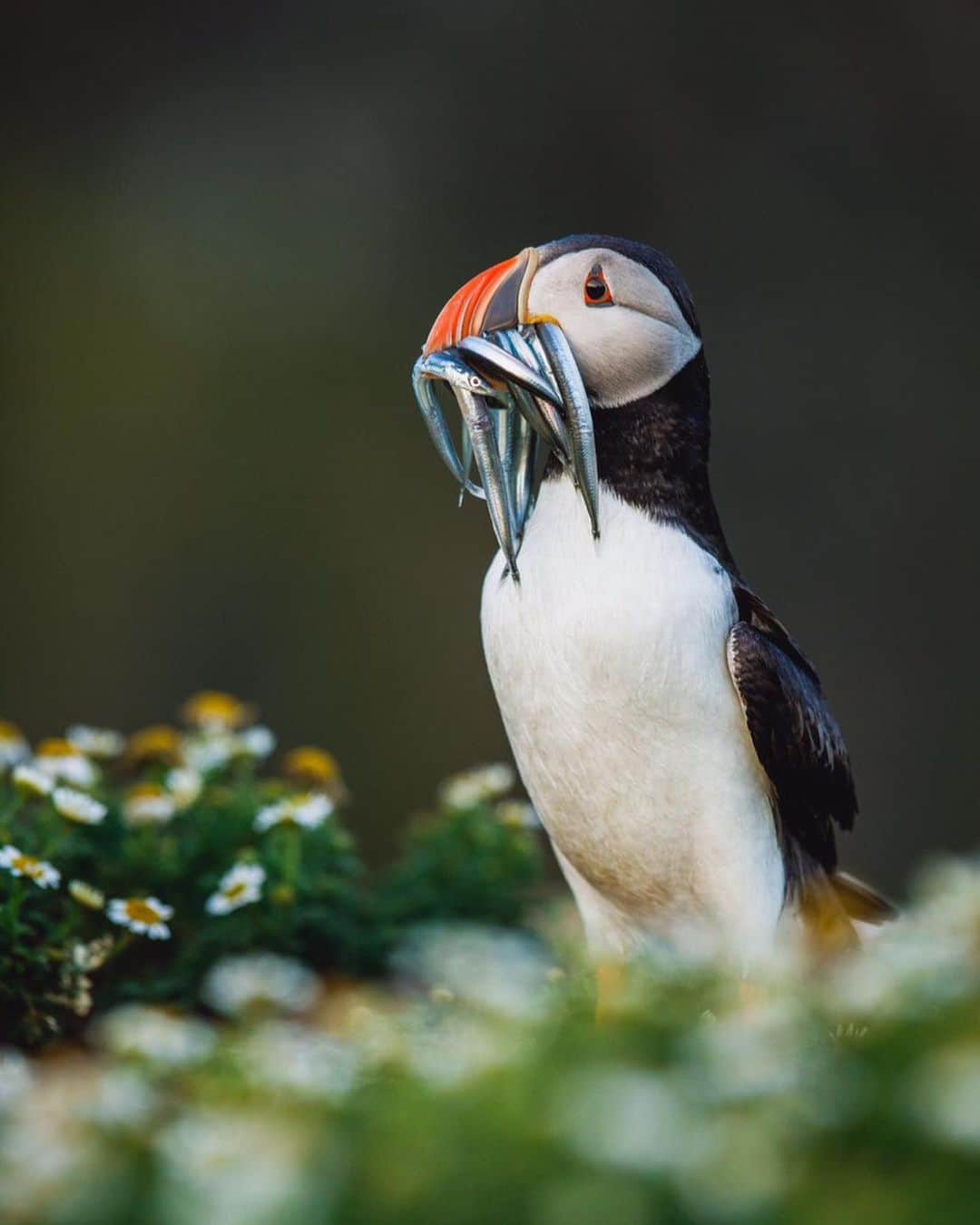 Canon Photographyさんのインスタグラム写真 - (Canon PhotographyInstagram)「@seanweeklywildlife // For such a small bird around 10 inches in height Puffins are such epic little birds, living out at the sea for the majority of the year! They are also incredible at fishing, Puffins can carry several fish back to their nest at a time typically sand eels. The average catch is around 10 fish per trip but the record in Britain is a whopping 62 fish at once! The puffin’s beak is specialized to hold all these fish. The puffin’s raspy tongue holds fish against spines on the palate, while it opens its beak to catch more fish. Awesome creatures!」6月12日 20時58分 - cpcollectives