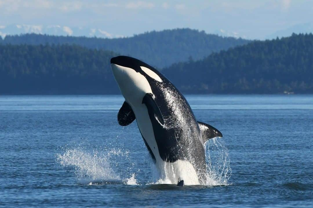 Discoveryさんのインスタグラム写真 - (DiscoveryInstagram)「“A 14-year-old female Bigg’s killer whale, known as T036A1, taking to the sky after a successful seal hunt with her mother and two siblings. This particular population in thriving in British Columbia due to an abundance of food (seals, sea lions, porpoises, dolphins and other whales) unlike their salmon eating cousins who utilize much of the same habitat.” 📸 + caption by Gary Sutton (@gary_j27) . . . . #photography #photooftheday #explore #naturephotography #nature #potd #travelIG #StraitofGeorgia #BritishColumbia #underwaterig #orca #ocean #wow #killerwhale」6月12日 20時53分 - discovery