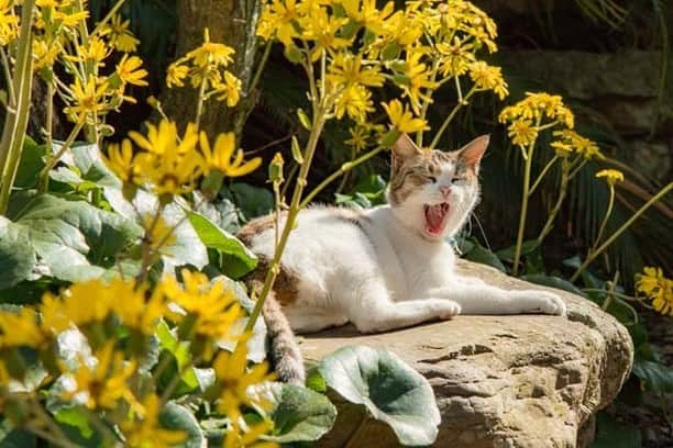 NEKOくらぶのインスタグラム