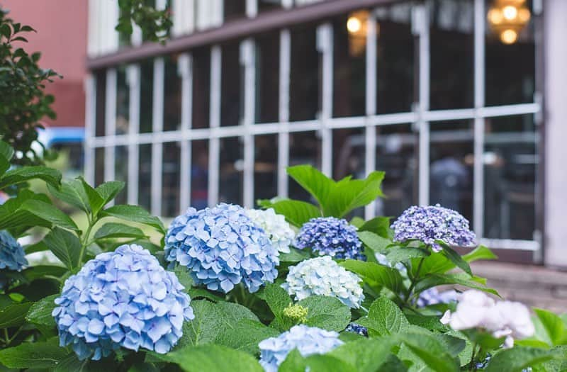 カフェ ラ・ボエムさんのインスタグラム写真 - (カフェ ラ・ボエムInstagram)「There's nothing better than watching the seasons change from our scenic Shinjuku Gyoen location // #cafelaboheme #laboheme #カフェラボエム #ラボエム #カジュアルイタリアン #ピザ #パスタ #ワイン #デート #tokyo #japan #instafood #foodporn #foodie #cooking  #tasty #yummy #delicious #hungry #일본 #음식  #너의이름은 #yourname  #君の名は #hydrangea #earlysummer #あじさい」6月12日 12時13分 - boheme_gd