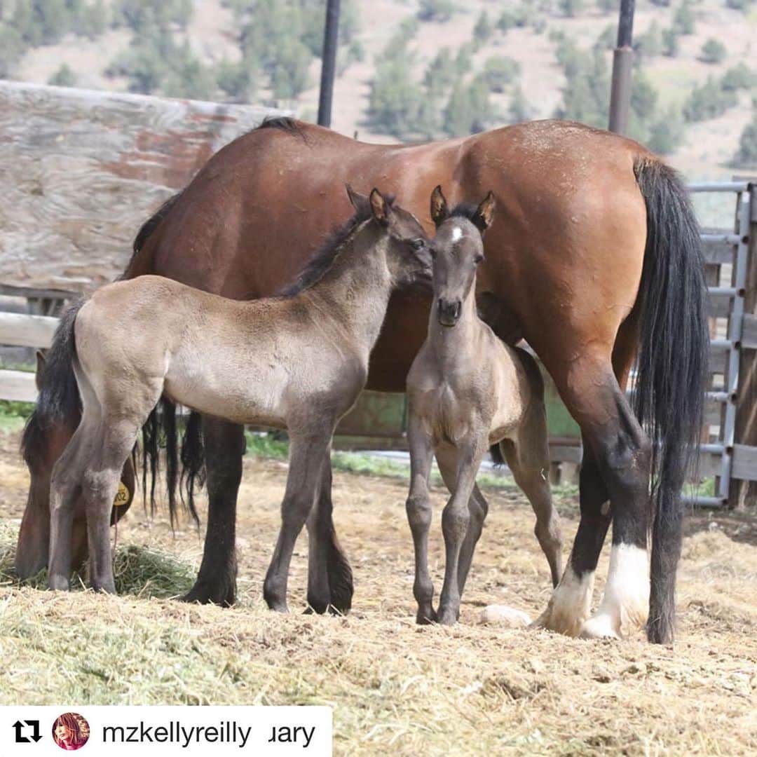 ベス・ベアーズさんのインスタグラム写真 - (ベス・ベアーズInstagram)「#Repost @mzkellyreilly  @freewildhorses @returntofreedom  @skydogsanctuary  A few weeks ago, a wild  mare gave birth to two beautiful twin foals in the round up corrals in Oregon – a rarity in nature, and a miracle that all three horses remain healthy and alive. This beautiful family was supposed to live together, happy and free, at @skydogsanctuary a highly regarded and brilliant non profit organization In Oregon and California but the Bureau of Land Management office in Burns, Oregon had other plans.  The mother is on a list to become part of the sterilization experiment the BLM is planning to conduct called “ovariectomy via colpotomy.” The procedure involves a BLM vet inserting their arm into a mare’s vagina, making an incision, and twisting/severing their ovaries to pull them out. It’s no wonder that veterinarians call it barbaric and risky. The chances of infection and death are dangerously high during and after the procedure, and because the mares are conscious the whole time, it’s extremely painful for the mares to endure. They also will not release the twins for adoption and sanctuary.  Tomorrow is the final day to submit your comments objecting to the BLM’s cruel and inhumane sterilization practices. Act now to save the wild mares in Oregon. ———————————— Please help , go to the links provided by @freewildhorses and @skydogsanctuary and help these horses .Sign the petition to release these the twins to @skydogsanctuary  that @bethbehrs and myself have offered to sponsor/adopt . There is a safe home waiting for them but they will not be released by the BLM . Please also add your voice to this barbaric form of sterilization that is happening to Wild mares in America . A complex and heartbreaking  issue facing the wild horse right now .. I’m learning as much as I can about both sides ,but I believe that this form of brutal sterilization is not the way . Adoption must be encouraged and our awareness and compassion widened . There has to be another way , a conversation to be had ? Thank you for your support and for reading , Kelly  #freethetwins  Link to the petition is in my bio x」6月12日 12時10分 - bethbehrs