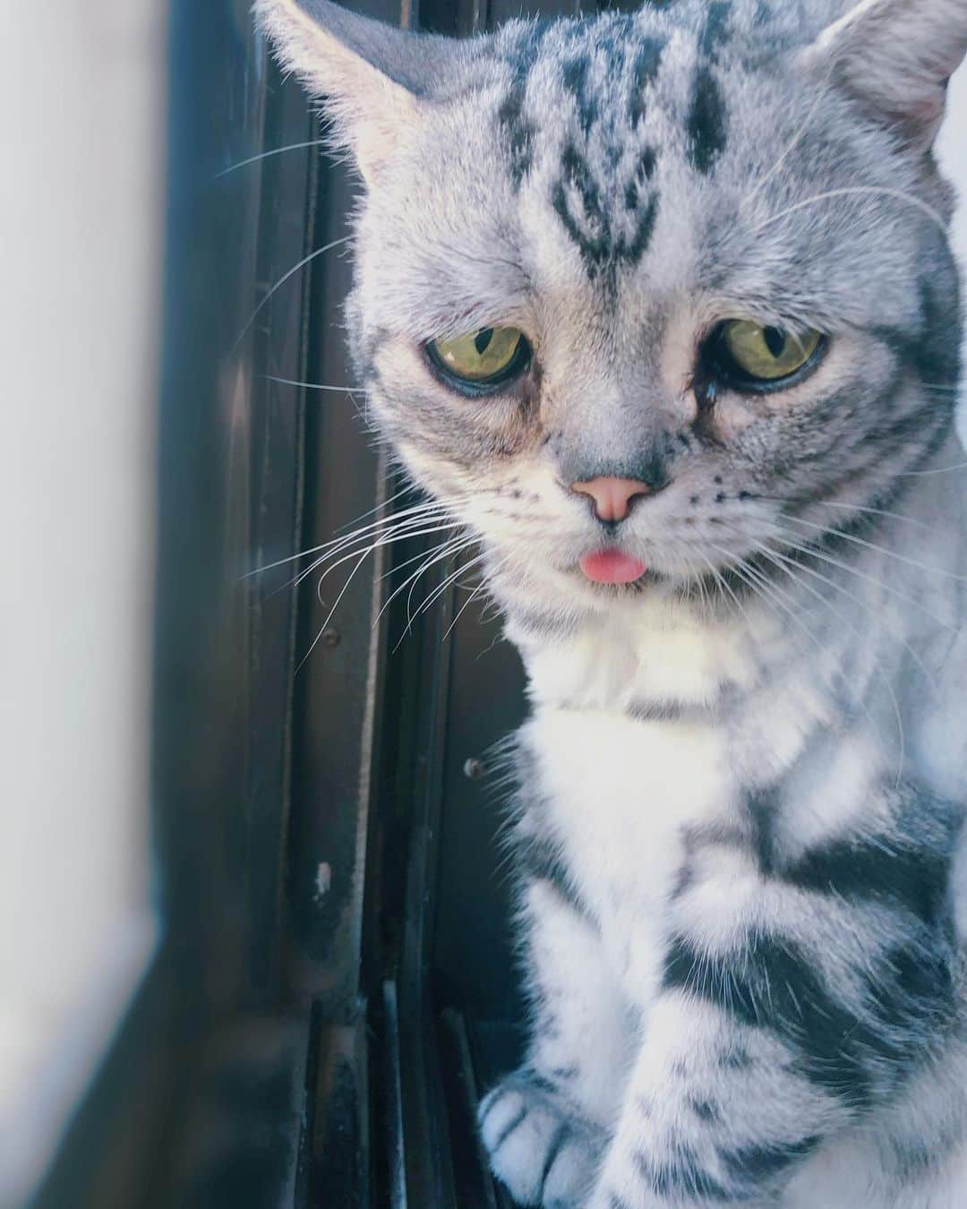 ルフさんのインスタグラム写真 - (ルフInstagram)「#luhu:"i m stay at windows cause i m waiting for mommy back home 🏡!" - - #cat #cute #sadcat #catofthedays #angel #adorable #lovely #familylove」6月12日 12時31分 - lanlan731