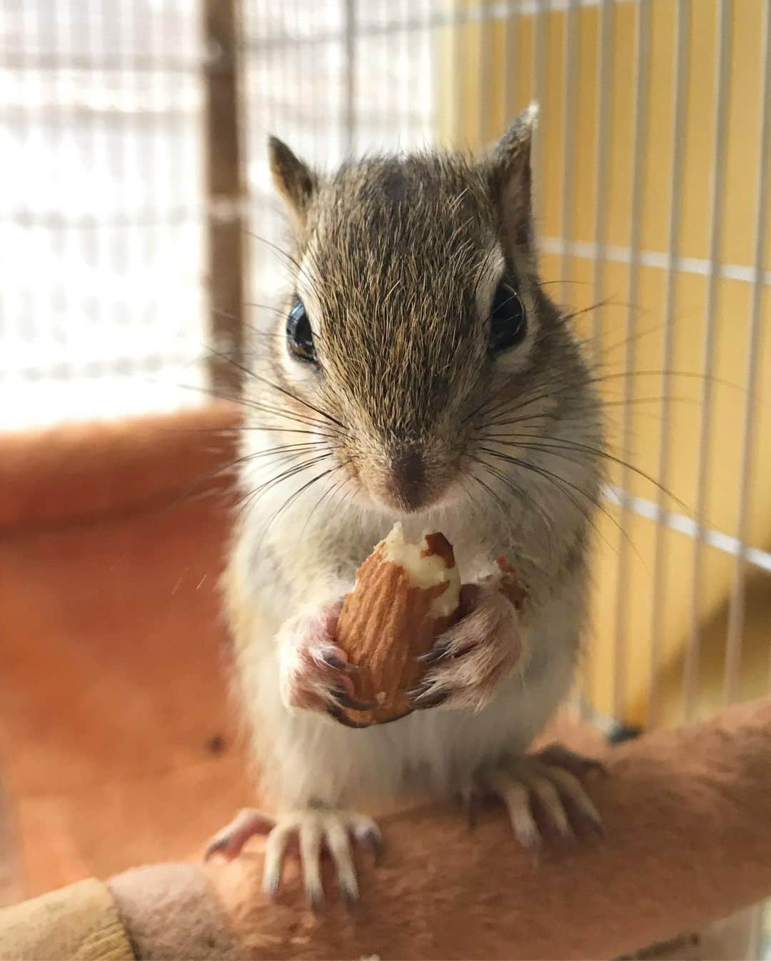 peace_0322さんのインスタグラム写真 - (peace_0322Instagram)「#リス#シマリス#ふわもこ部 今日は大きなアーモンドをもらったよ😆 ひより君がアーモンドを持つと #ラグビーボール 🏉に見えてくる🙄😂」6月12日 13時06分 - peace_0322