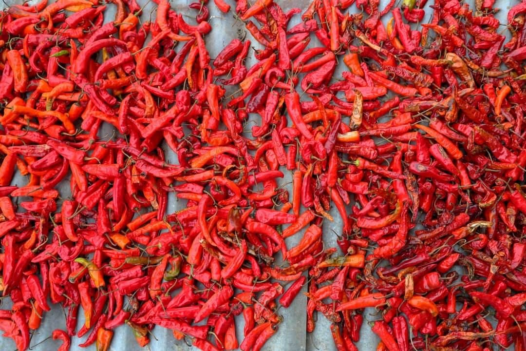 National Geographic Travelさんのインスタグラム写真 - (National Geographic TravelInstagram)「Photo by @christianziegler | Red chilies drying in the sun on the roof of a house near Thimpu, Bhutan. Before traveling to Bhutan, I knew little (or nothing) about Bhutanese food but it is an interesting and unique cuisine that uses a lot of chili peppers. One of the most characteristic dishes is Ema Datshi or chilies cooked with local Bhutanese fresh cheese (made from cow or yak’s milk). I think I ate this everyday in Bhutan – delicious and very spicy! @insidenatgeo #Bhutan #ChiliPeppers #BhutaneseFood Follow me @christianziegler for more travel and nature stories.」6月12日 13時02分 - natgeotravel