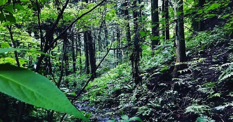 阿部純子さんのインスタグラム写真 - (阿部純子Instagram)「今年4度目の登山⛰陣馬山へ 綺麗な山と川でした…。 日本の水は軟水で、川のせせらぎもどこか柔らかく感じます。 ・ 大雨のぬかり等で 下山の際、思ったより足が取られたので 急遽トレッキングポールにした 木の枝、2本。 1枚目の写真、中央🌿 ・ ・ ひとり登山だったので迷子にならないよう、少し気を張っていました。。でもこういうのもたまにはいいかも✨😊 ・ ヒノキがたくさん植えてあって、 その１つ１つの幹がしっかりしていて触れると気持ち良かったですっ ・ #陣馬山 #標高855m」6月12日 13時03分 - junkoabe_official