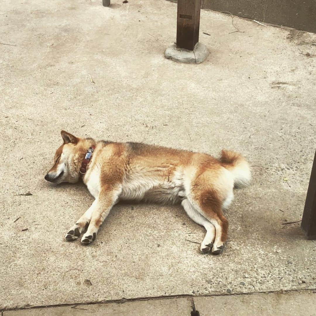 松藤和成さんのインスタグラム写真 - (松藤和成Instagram)「生きてるか〜笑  #ばん #柴犬 #茶柴」6月12日 13時26分 - kazunari_mojiko