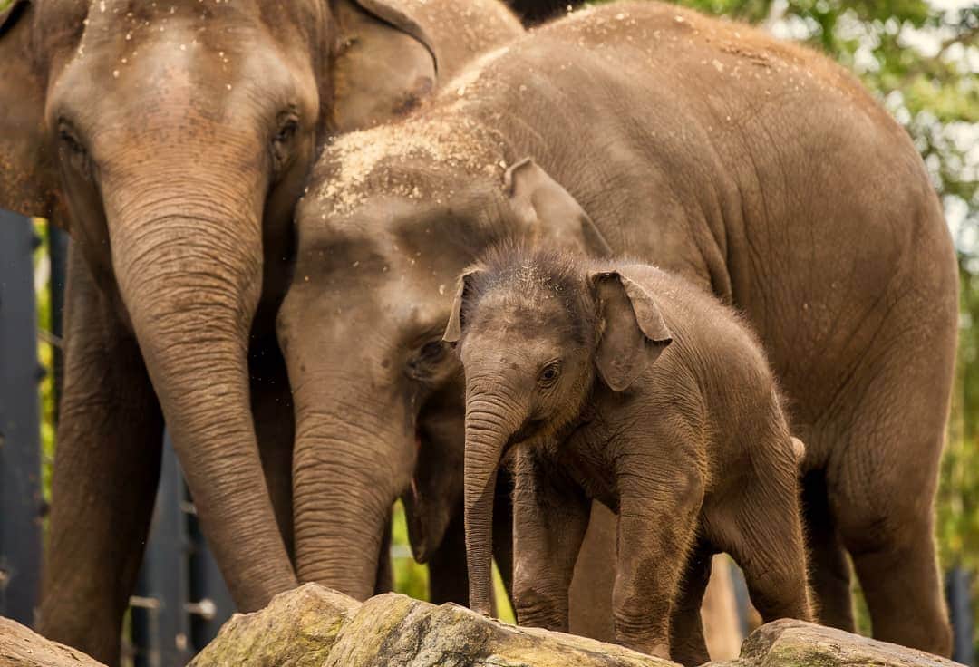 タロンガ動物園さんのインスタグラム写真 - (タロンガ動物園Instagram)「Did you know that from just $48 a year you can be a Zoo Parent to Taronga’s Asian Elephants!  Your adoption will help the elephants here Taronga and their wild cousins fight for survival against poaching and habitat destruction.  With numbers in dramatic decline, the Asian Elephant needs your help now more than ever.  Become a Zoo Parent with a tax-deductible adoption today!  Check out our link in bio for further information.  #ForTheWild」6月12日 13時30分 - tarongazoo