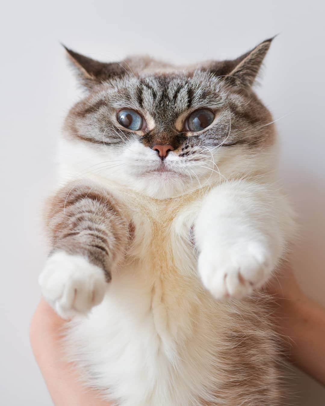 のインスタグラム：「Squishy face and chubby cheeks⠀ ⠀ 🐾@littlemunchiepooky by 📷@yipeng_photo⠀ ⠀ #meowed #munchkin #pooky #🇹🇼 #fluffycat」