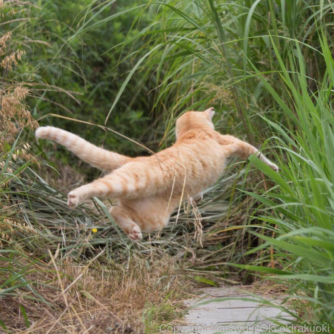 Masayukiさんのインスタグラム写真 - (MasayukiInstagram)「慌てふためいて。  #cat #ねこ」6月12日 14時11分 - okirakuoki