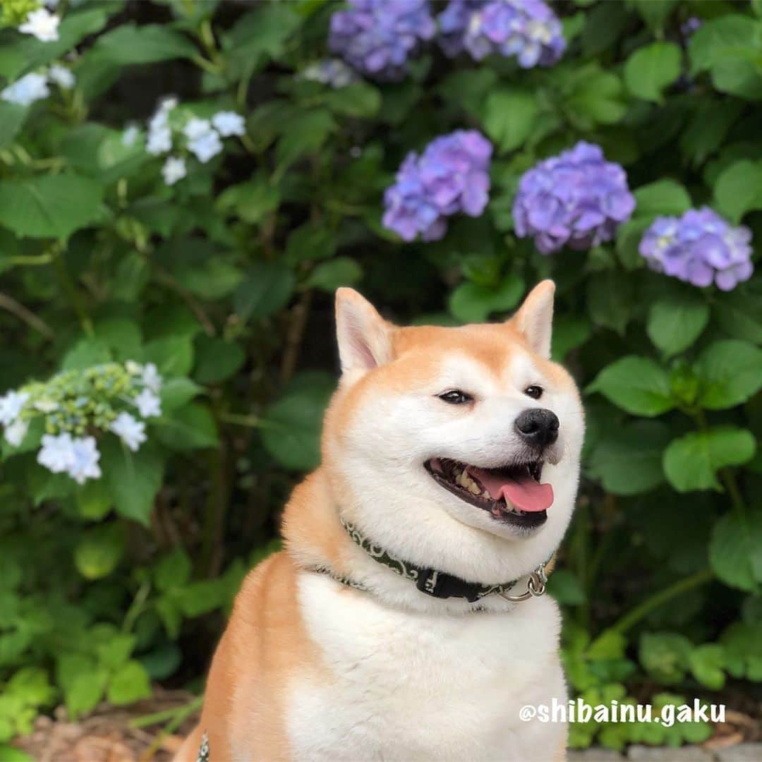 Kazumi-Gakumamaさんのインスタグラム写真 - (Kazumi-GakumamaInstagram)「岳の近所の公園でも紫陽花が美しく咲き始めました✨ *  ガクだけにガクアジサイと紫陽花の前で記念撮影➰😂👎📷 *  しかし、どんな美しい紫陽花でも岳の美しさに勝るものはありません🤣 *  親バカ全開ですみませ〰️ん🙏 *  この動画の続きは岳のYouTubeで‼︎ *  Please see the continuation of this video on YouTube of Gaku paradise‼︎ 🐾----*----*----*----🐾 Hydrangea bloomed beautifully in the nearby park✨ But any beautiful hydrangea will not beat Gaku's cuteness😆 🐾----*----*----*----🐾 #柴犬 #岳 #柴犬岳 #柴犬ガク#gaku #shibainugaku #shiba #shibainu #shibastagram  #ワンフルエンサー #ふわもこ部 #いぬすたぐらむ #岳パラダイス #親バカですみません #アジサイ #紫陽花 #柴犬とアジサイ #大谷VS前田は前田完敗 #大谷翔平第7号本塁打 #20190612」6月12日 15時16分 - shibainu.gaku
