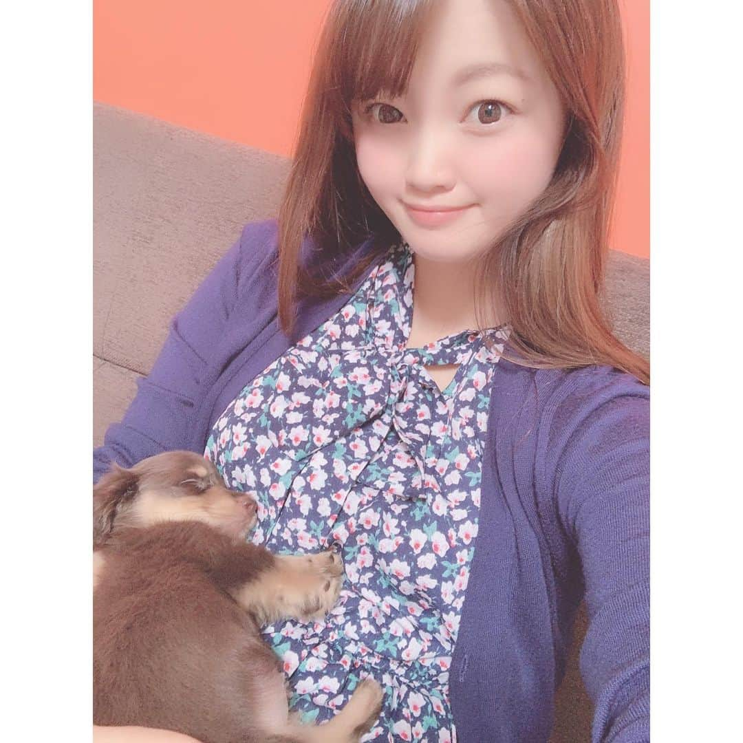 平林あずみさんのインスタグラム写真 - (平林あずみInstagram)「❤︎ さらちゃん🐶 抱っこしてたらそのまま寝ちゃったよ😂♥️ 可愛いすぎてやばい🥺✨✨ * #カニンヘンダックス #カニンヘンダックスパピー #子犬 #パピー #犬 #dog #いぬすたぐらむ #犬のいる暮らし #わんこ #いぬバカ部 #犬なしでは生きていけません会 #犬好きな人と繋がりたい #さら #🐶 #寝ちゃったシリーズ #愛犬 #愛犬家」6月12日 15時29分 - azumin0415