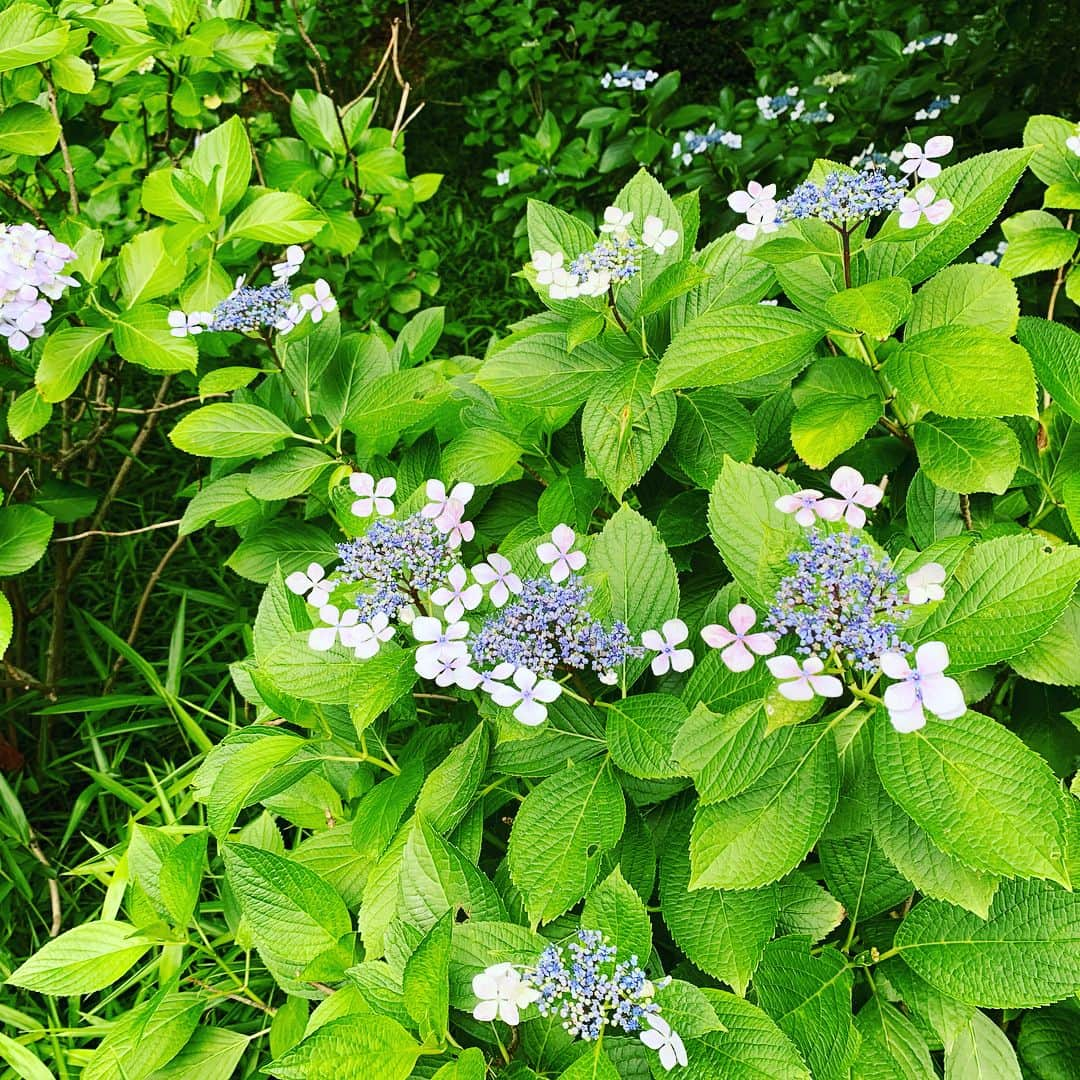 皇居ランナビさんのインスタグラム写真 - (皇居ランナビInstagram)「皇居東御苑は紫陽花が見頃。  いろんな花色、いろんな形。  見てて飽きないです😊  特に富士見多聞前の紫陽花は見事ですよー✨  #皇居ランナビ #皇居ラン #ミズノで皇居ラン #ミズノで女子ラン #ランニング女子 #ランニング #ハシリマスタグラム #ランナビ#皇居観光ランニング#workout #instagood #run #jog #fitness #tokyo #imperialpalace #japan #走るひと #走る人 #followme #おもてなし #おもてなしランナー #running #runningday #jogging #marathontraining」6月12日 15時39分 - kokyorun_navi